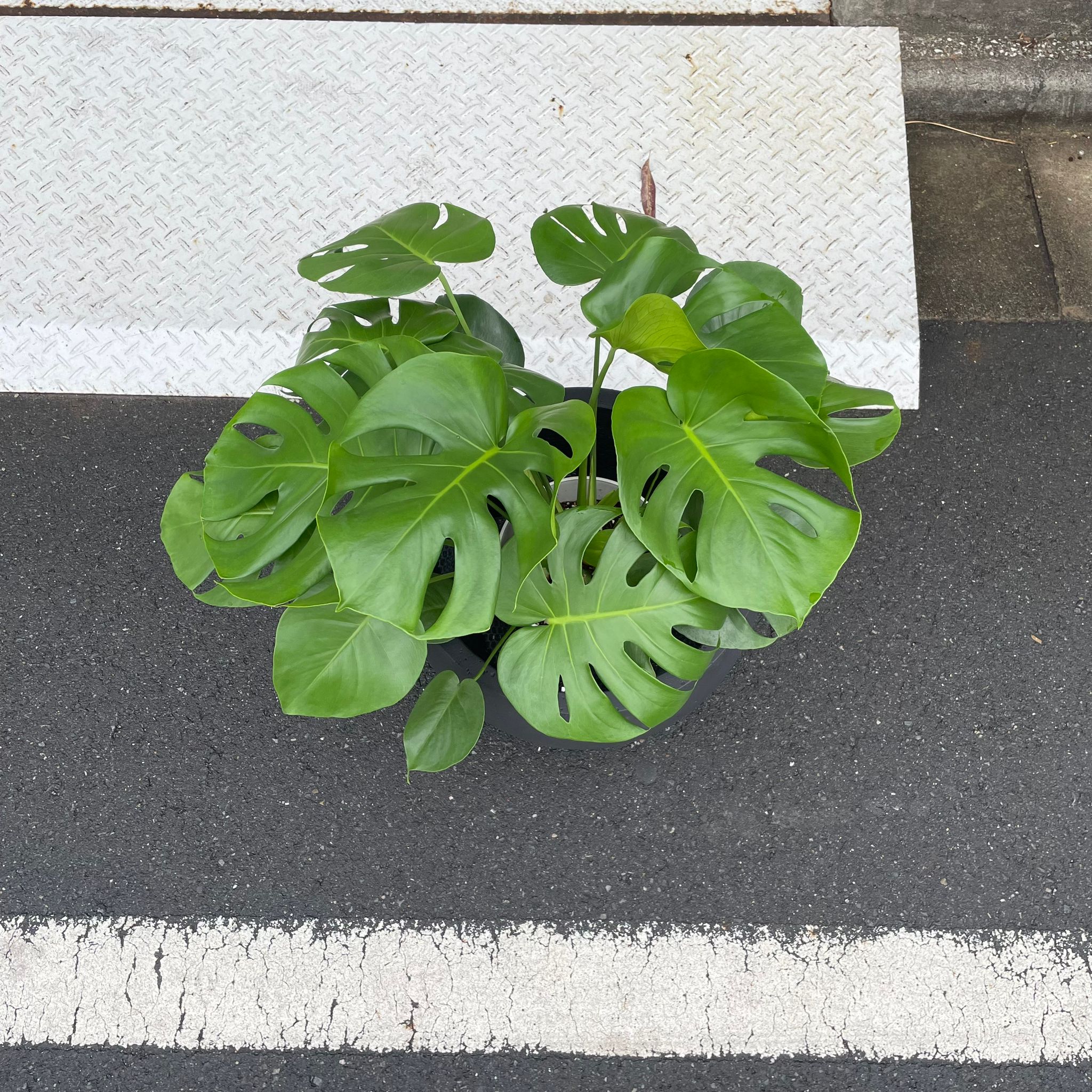 フルーツサラダプラント［モンステラ］ I インドアプランツ I プラント