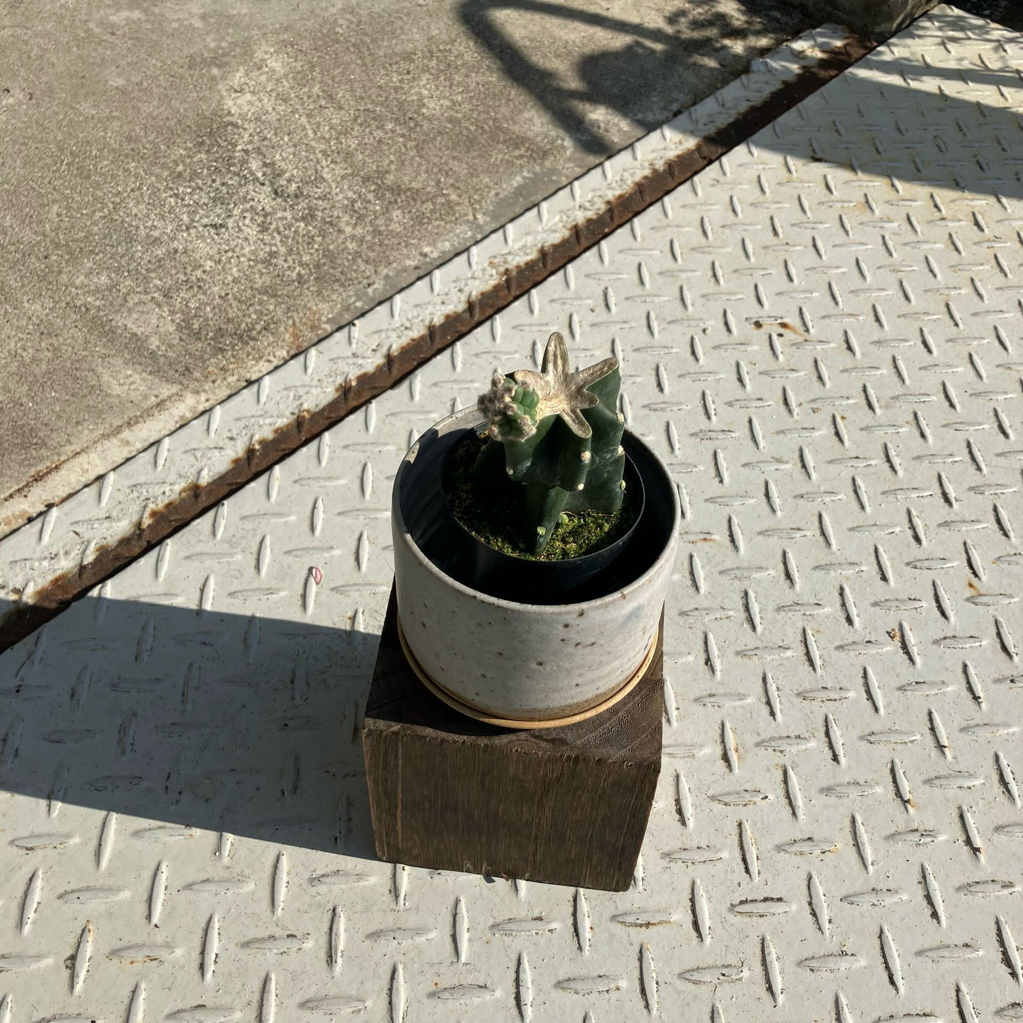柱サボテン