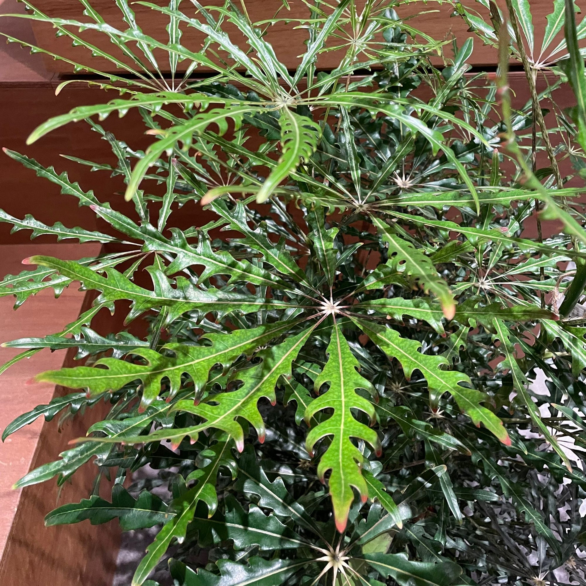Schefflera elegantissima アラレヤ