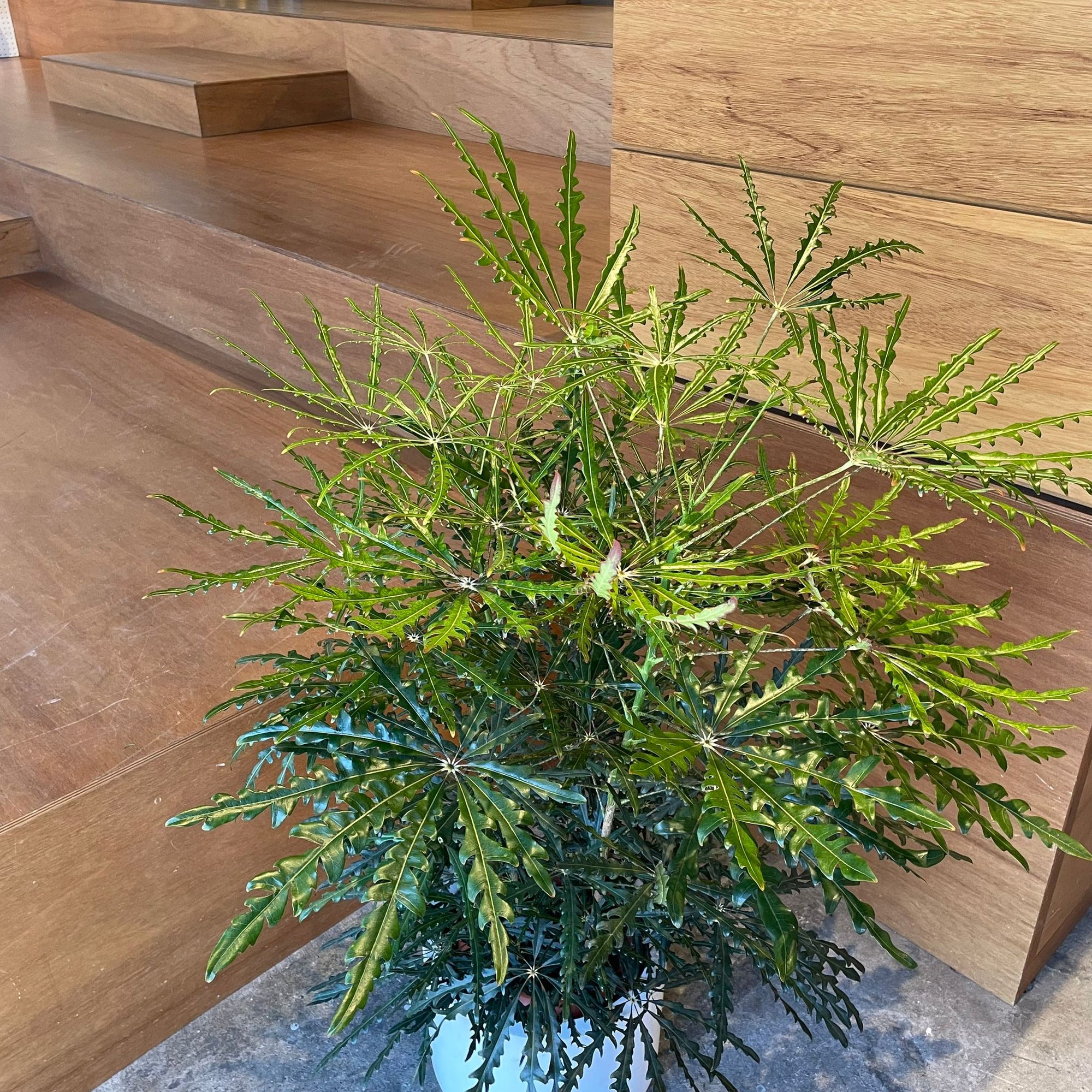 Schefflera elegantissima アラレヤ