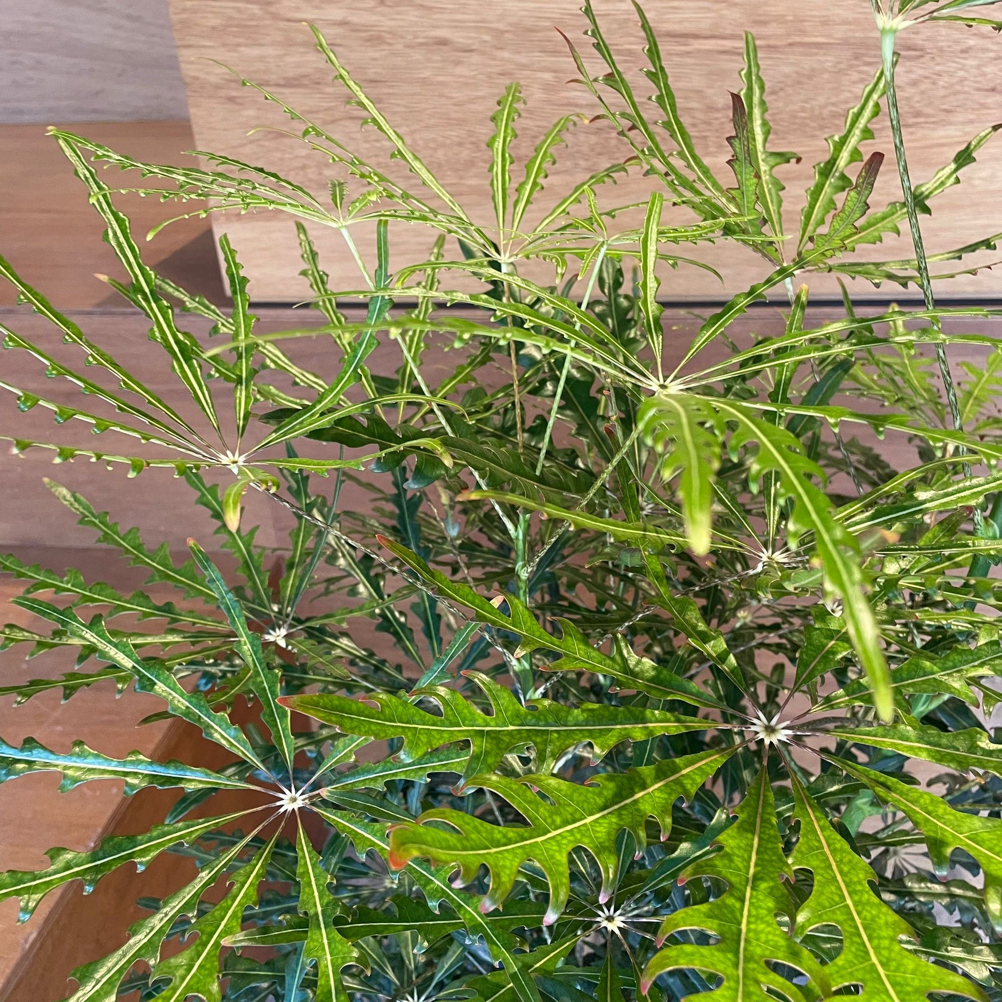 Schefflera elegantissima アラレヤ