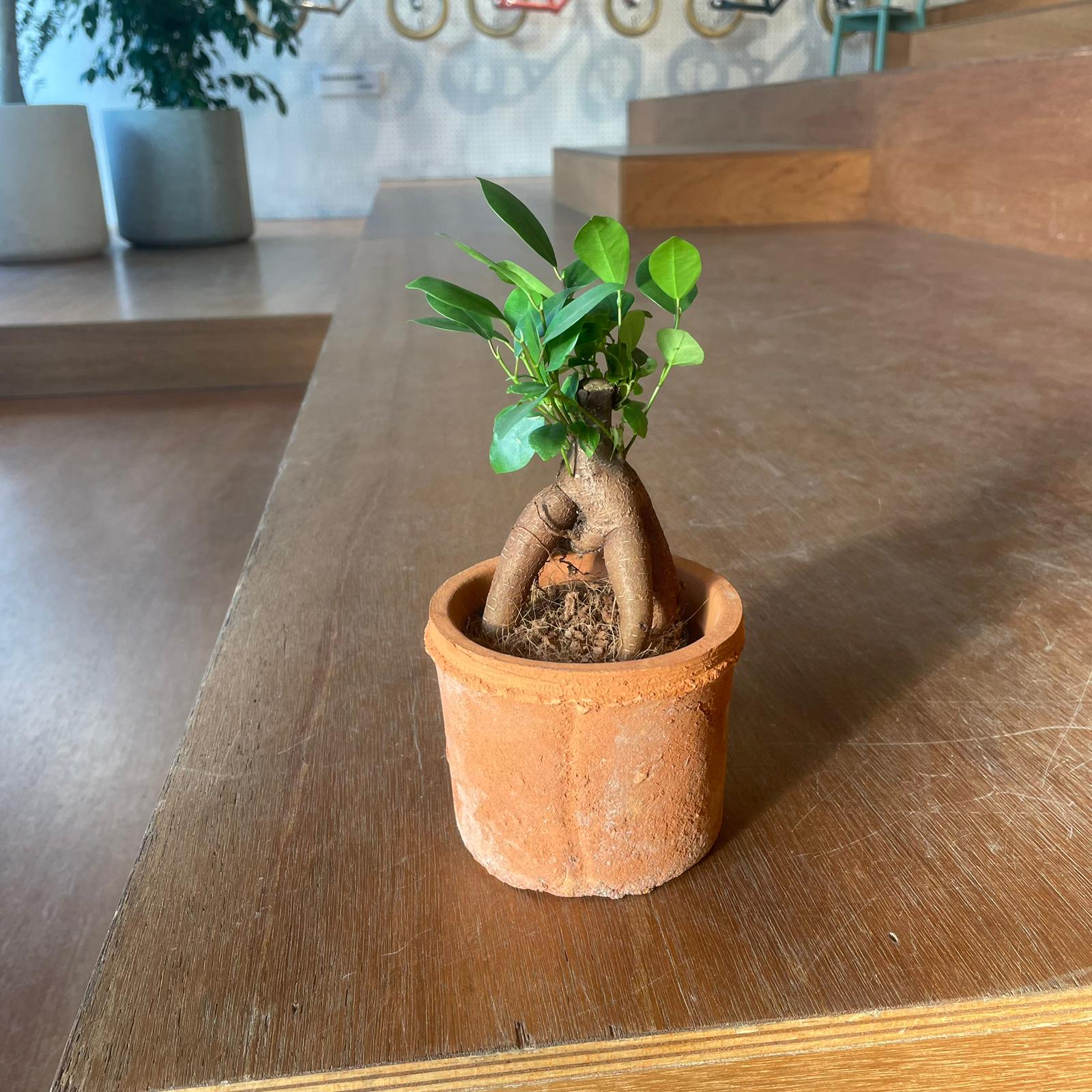 Ficus microcarpa ガジュマル