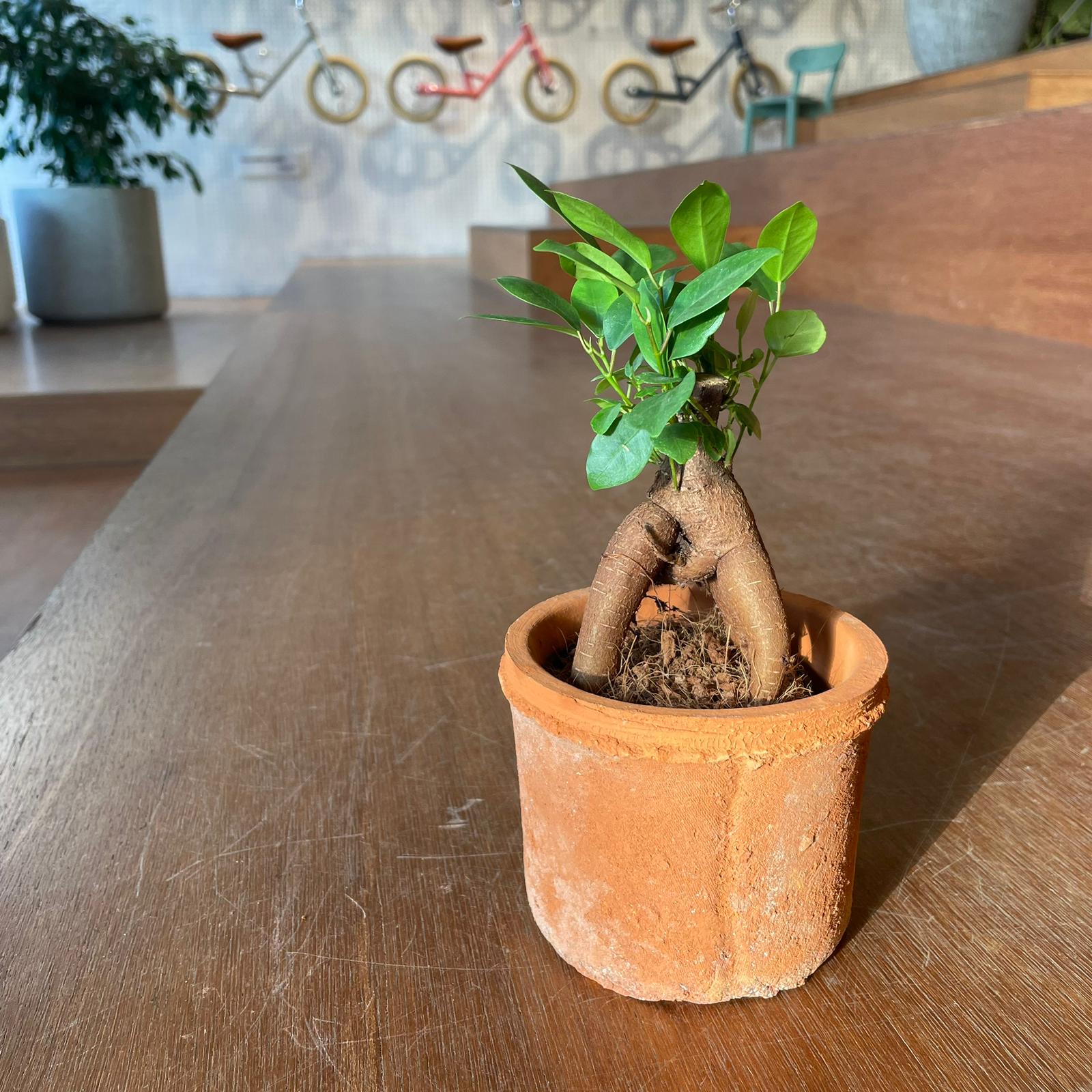 Ficus microcarpa ガジュマル
