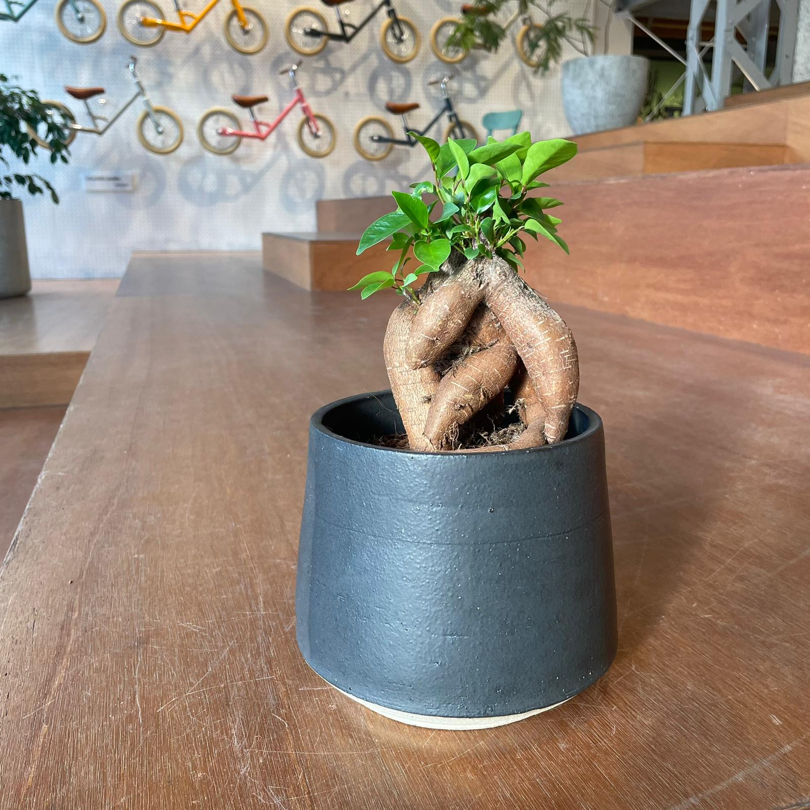 Ficus microcarpa ガジュマル