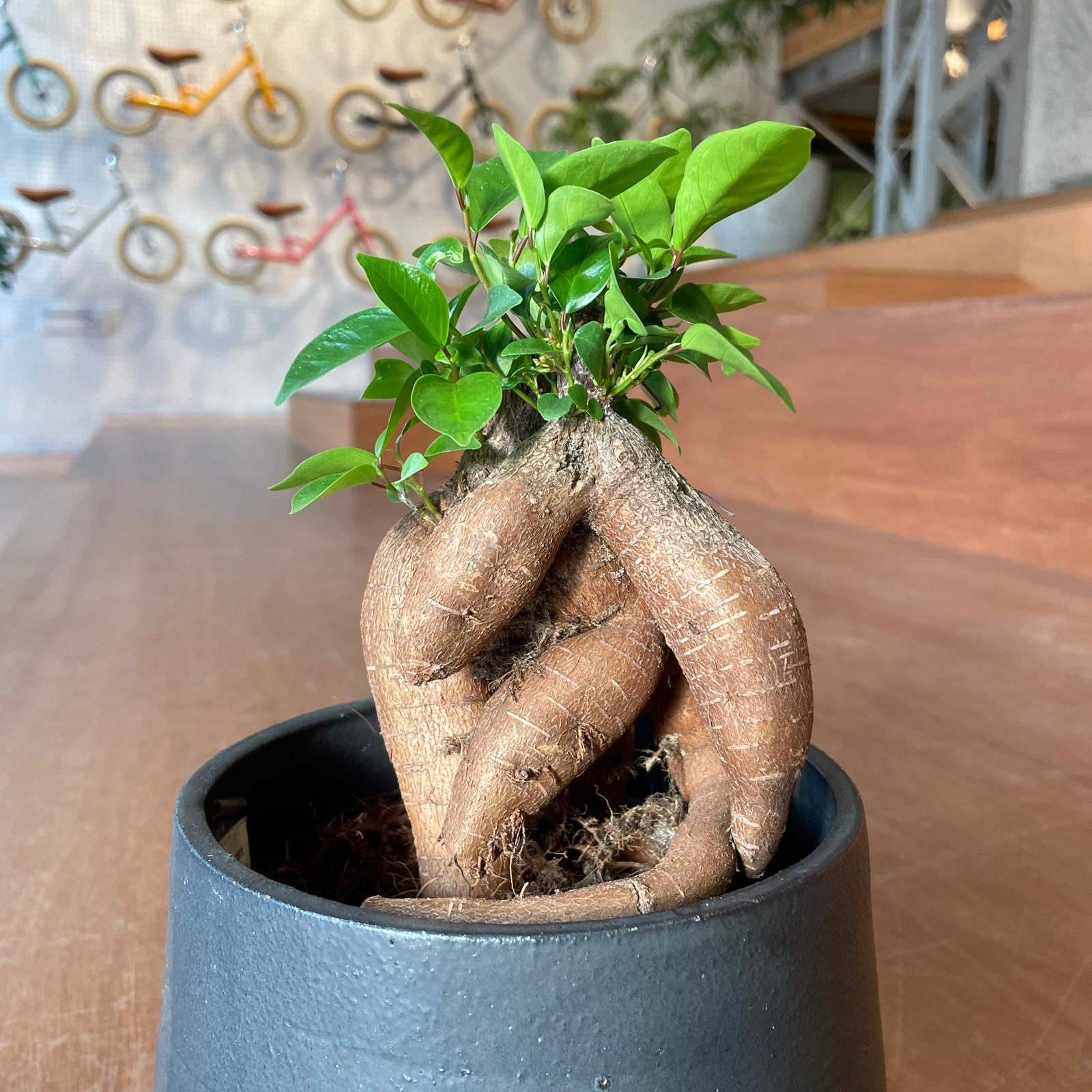 Ficus microcarpa ガジュマル