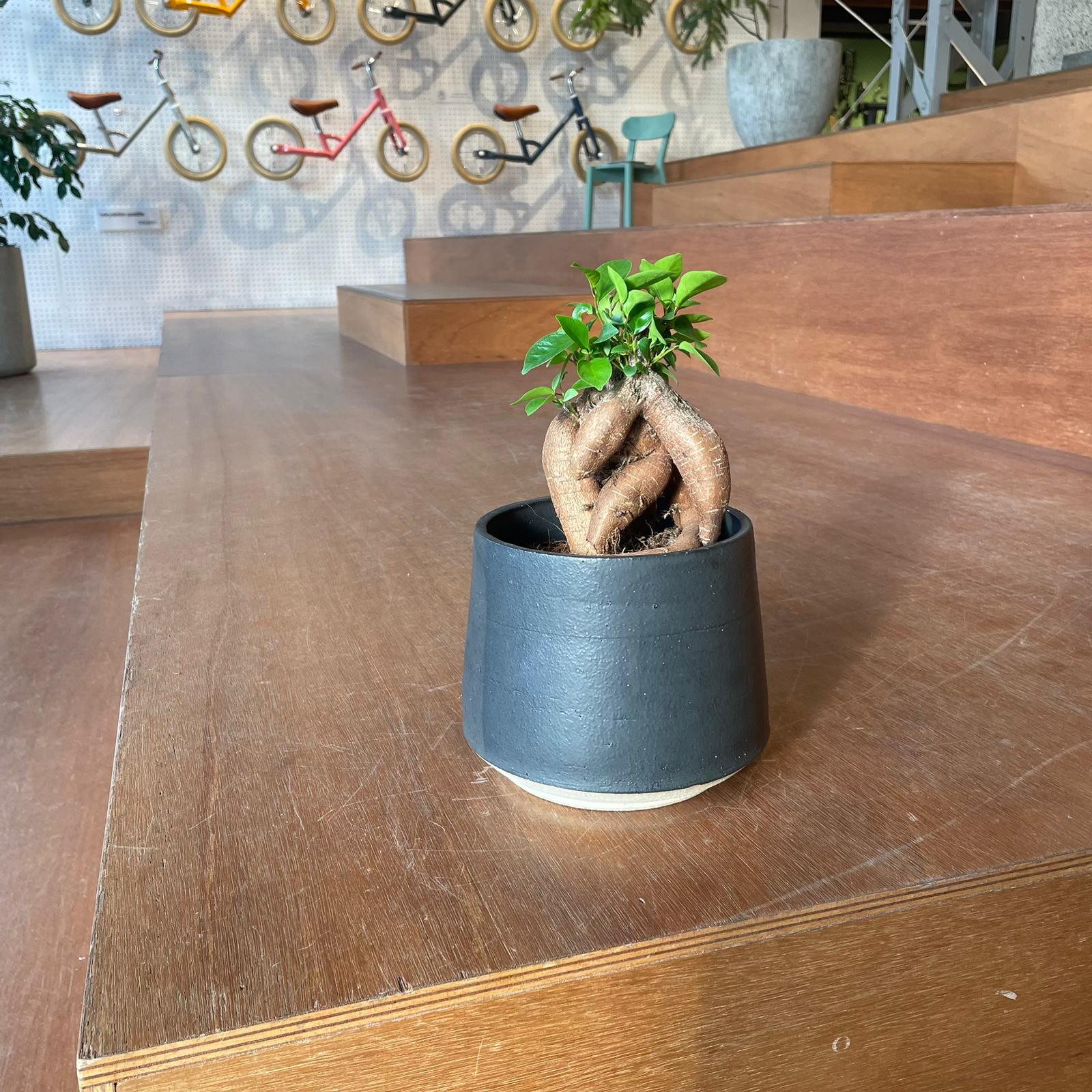 Ficus microcarpa ガジュマル