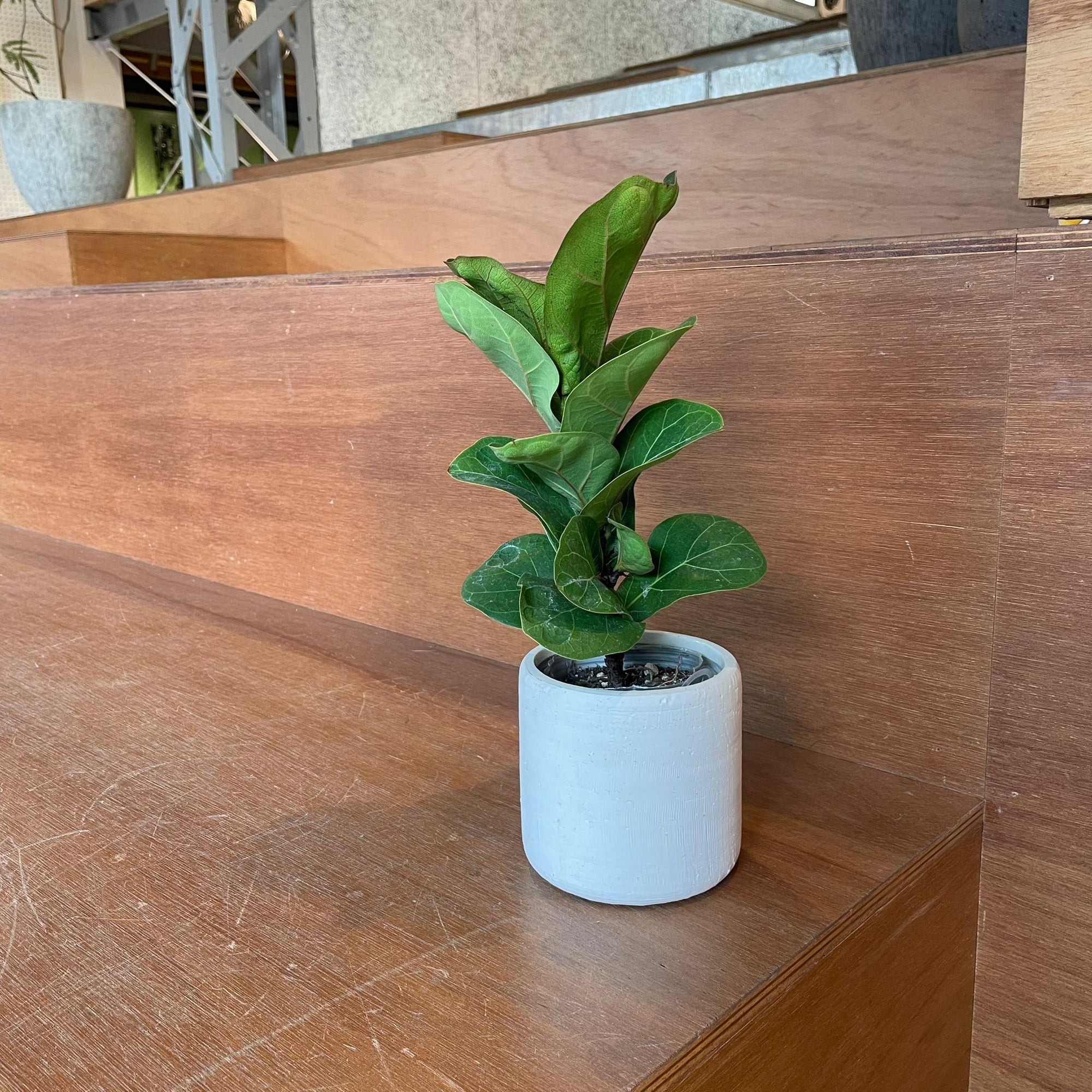 Fiddle Leaf Fig フィドル リーフ フィグ (カシワバゴムノキ)