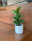 Fiddle Leaf Fig フィドル リーフ フィグ (カシワバゴムノキ)