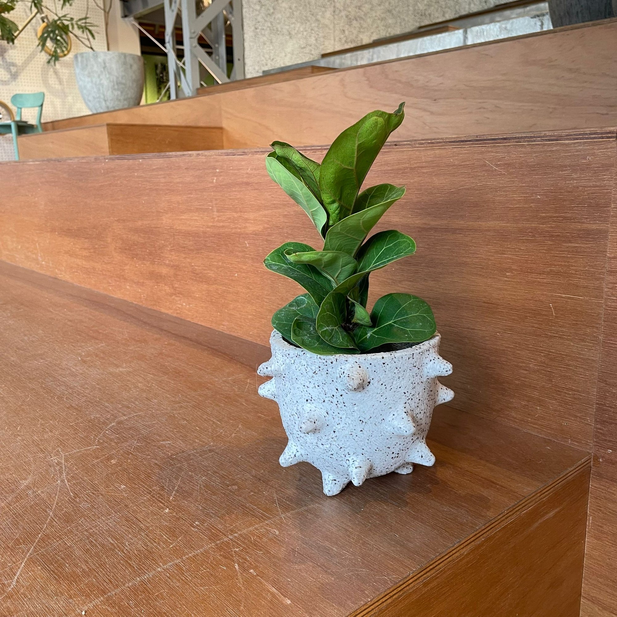 Fiddle Leaf Fig フィドル リーフ フィグ (カシワバゴムノキ)