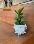 Fiddle Leaf Fig フィドル リーフ フィグ (カシワバゴムノキ)