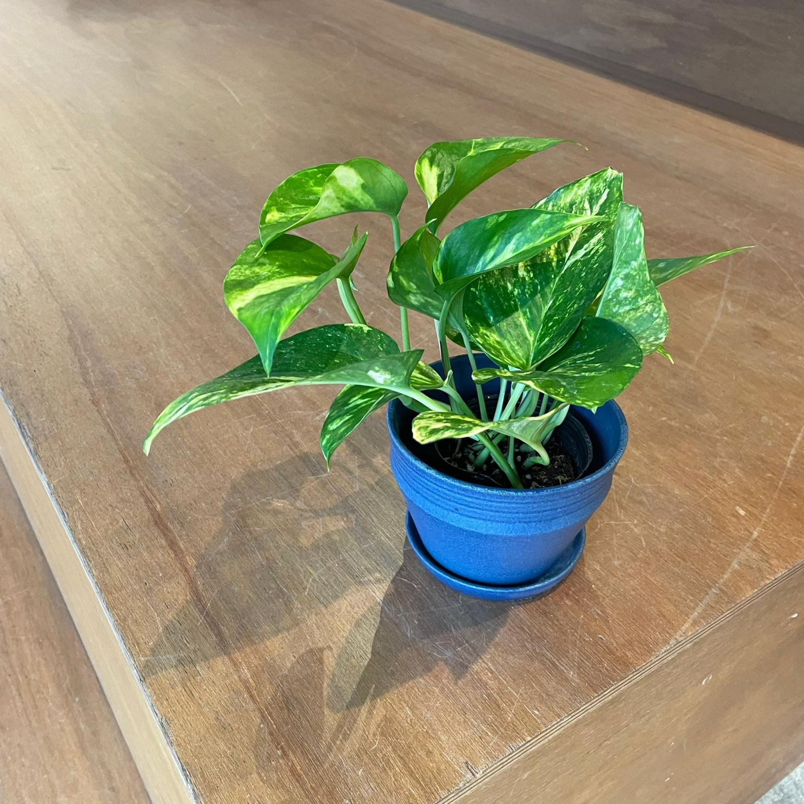 デビルズ・アイビー［ポトス］ I インドアプランツ I プラント