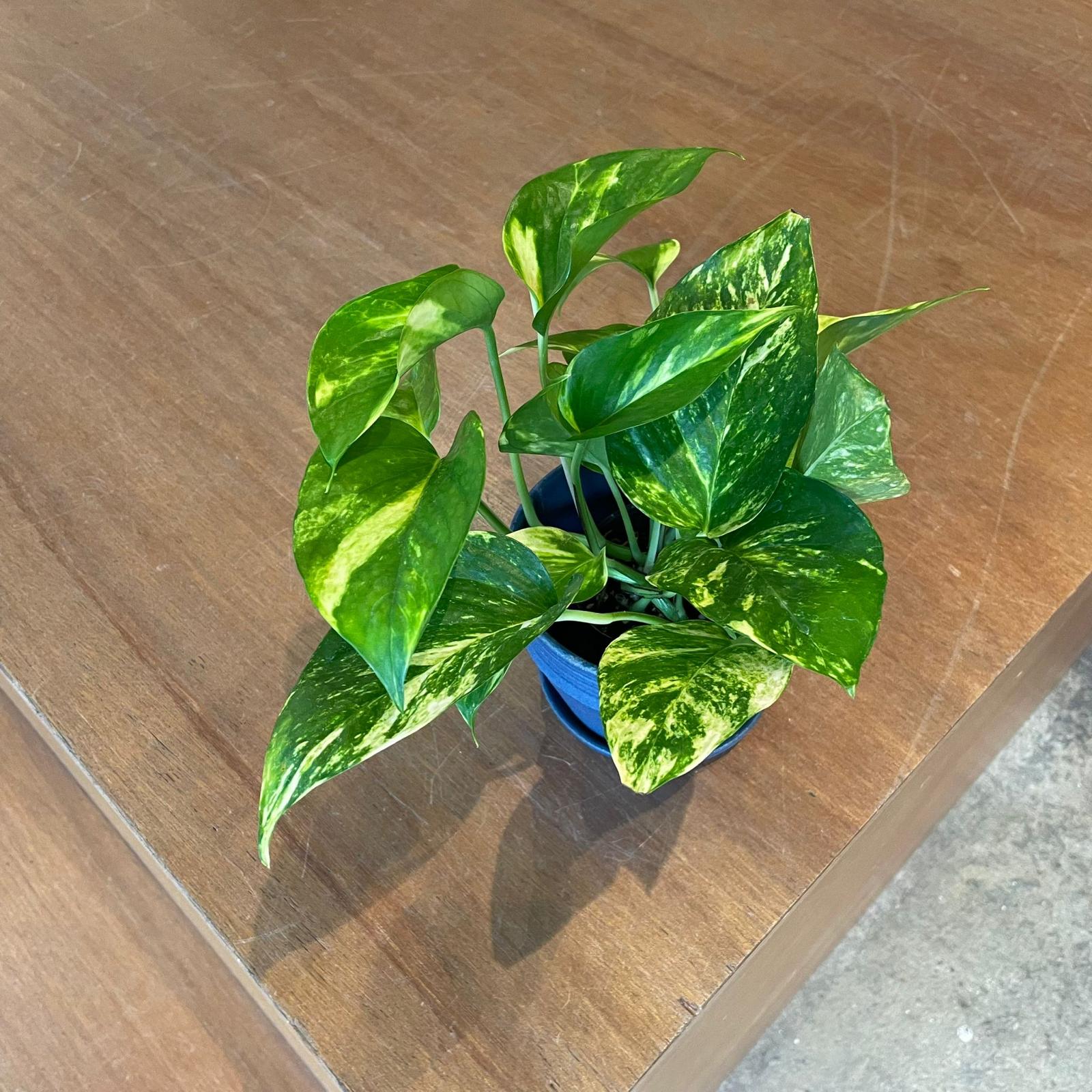 Pothos Devil&#39;s Ivy ポトス デビルズアイビー
