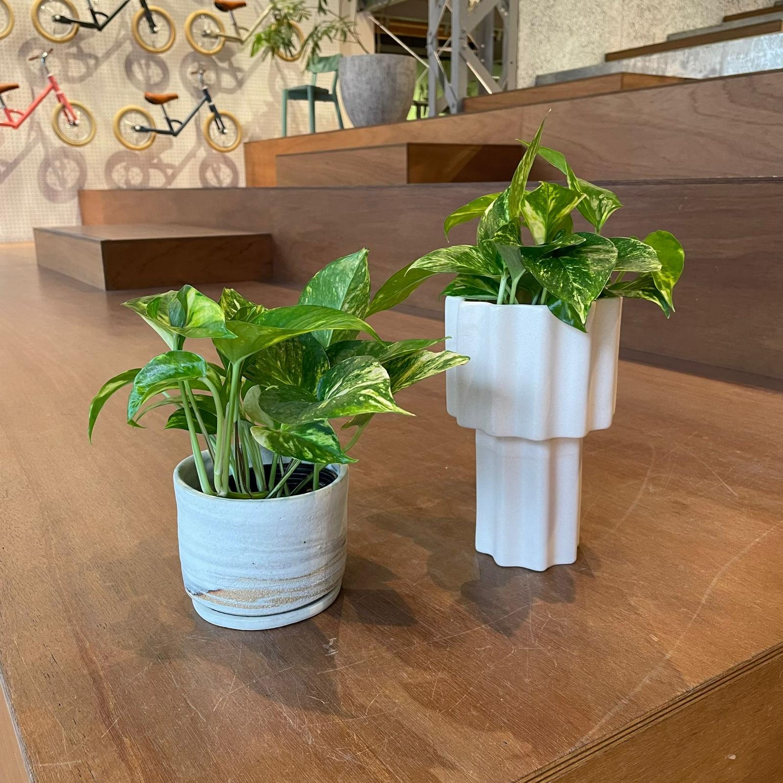 デビルズ・アイビー［ポトス］ I インドアプランツ I プラント