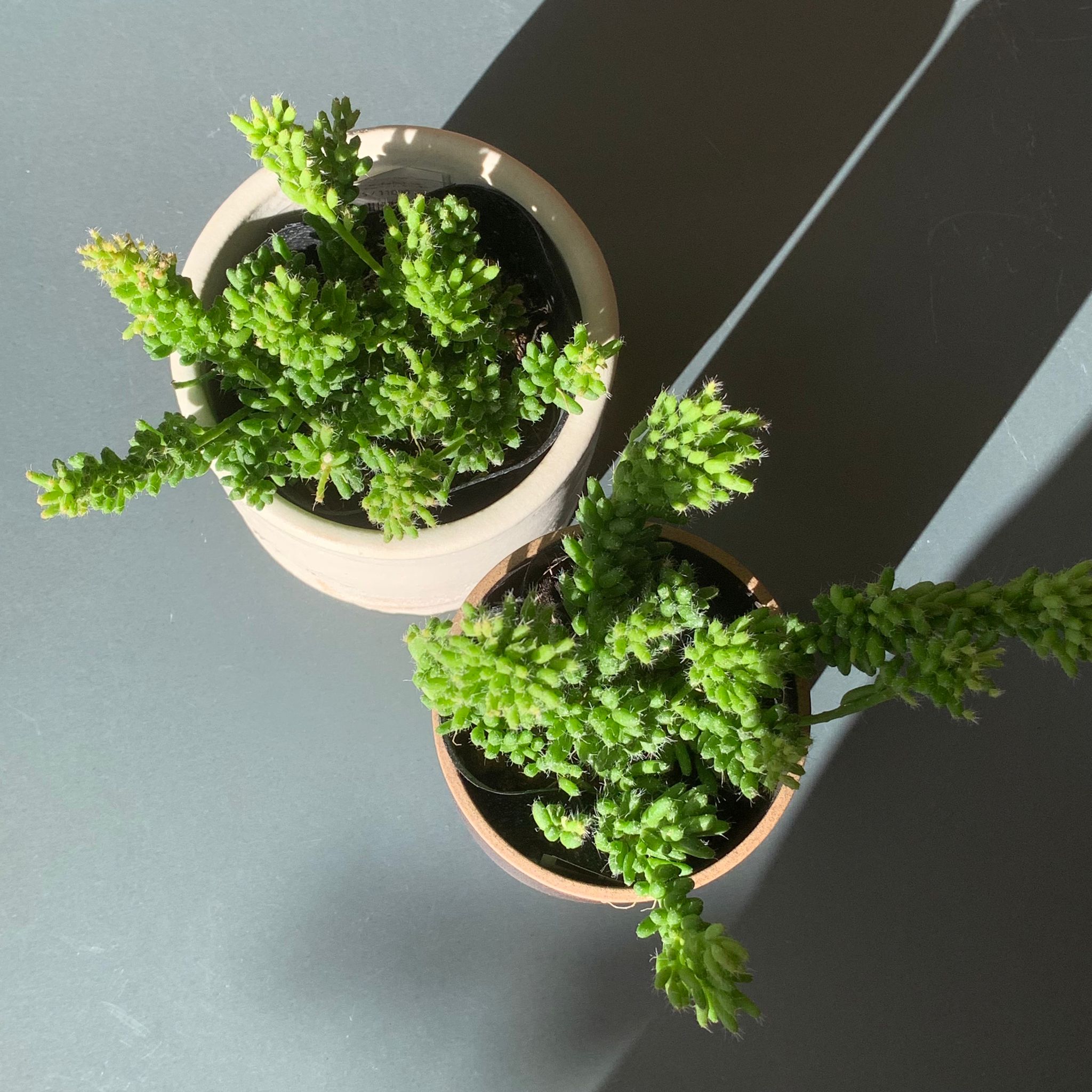 リプサリス メセンブリアンテモイデス I インドアプランツ I プラントソサエティトーキョーオンライン – THE PLANT SOCIETY  TOKYO