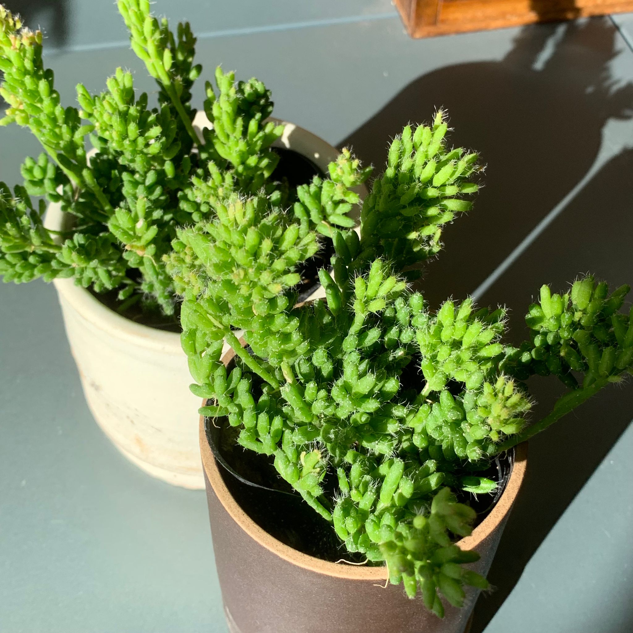 リプサリス メセンブリアンテモイデス I インドアプランツ I プラントソサエティトーキョーオンライン – THE PLANT SOCIETY  TOKYO