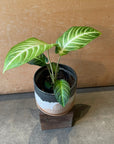 Xanthosoma 'Lindenii' キサントソーマ リンデニー