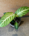 Xanthosoma 'Lindenii' キサントソーマ リンデニー