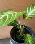 Xanthosoma 'Lindenii' キサントソーマ リンデニー