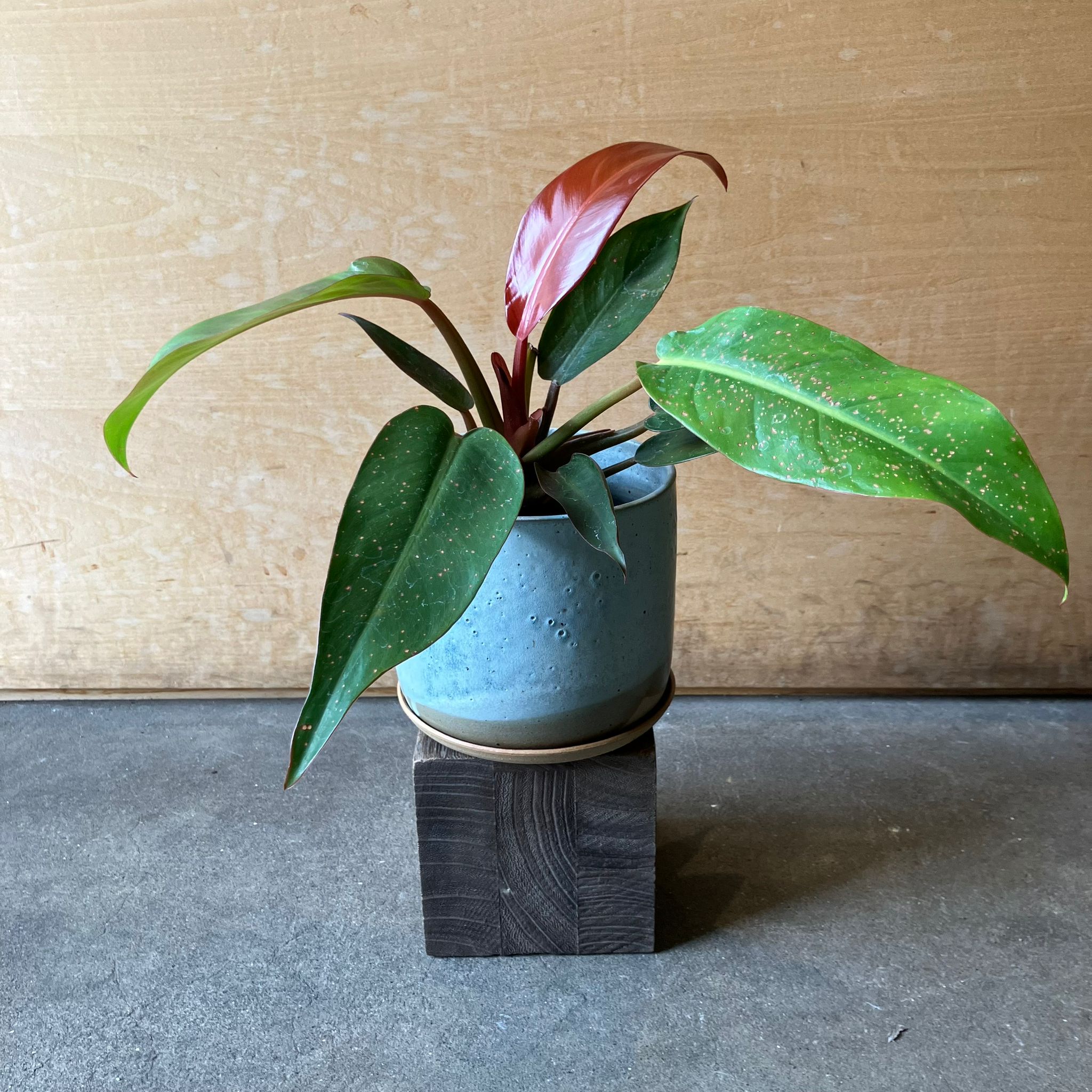 フィロデンドロン Philodendron 'Brazil'フィロデンドロン ブラジル 7号 ハンギング