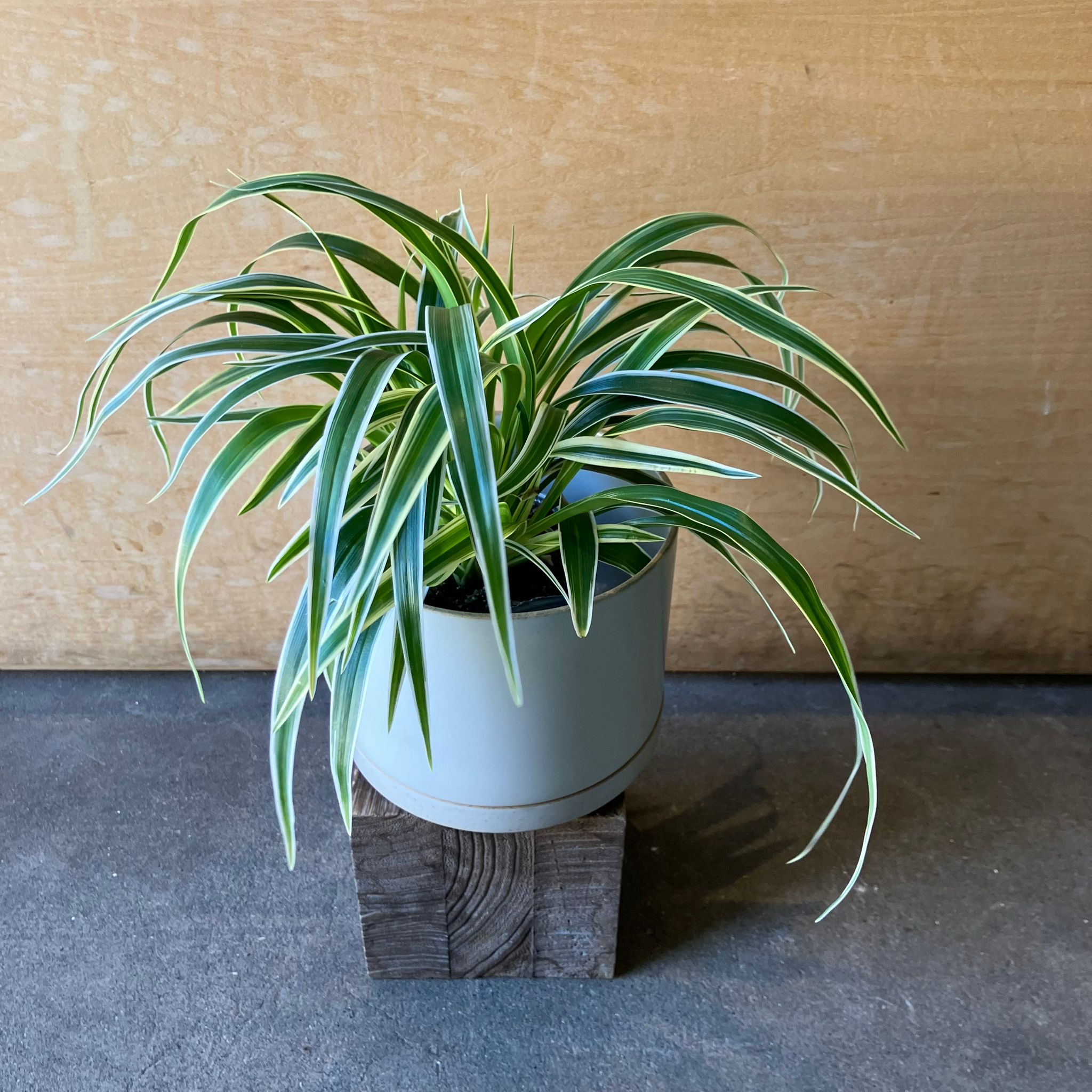 Plants プランツ I 植物インドアプランツ一覧 I プラントソサエティ