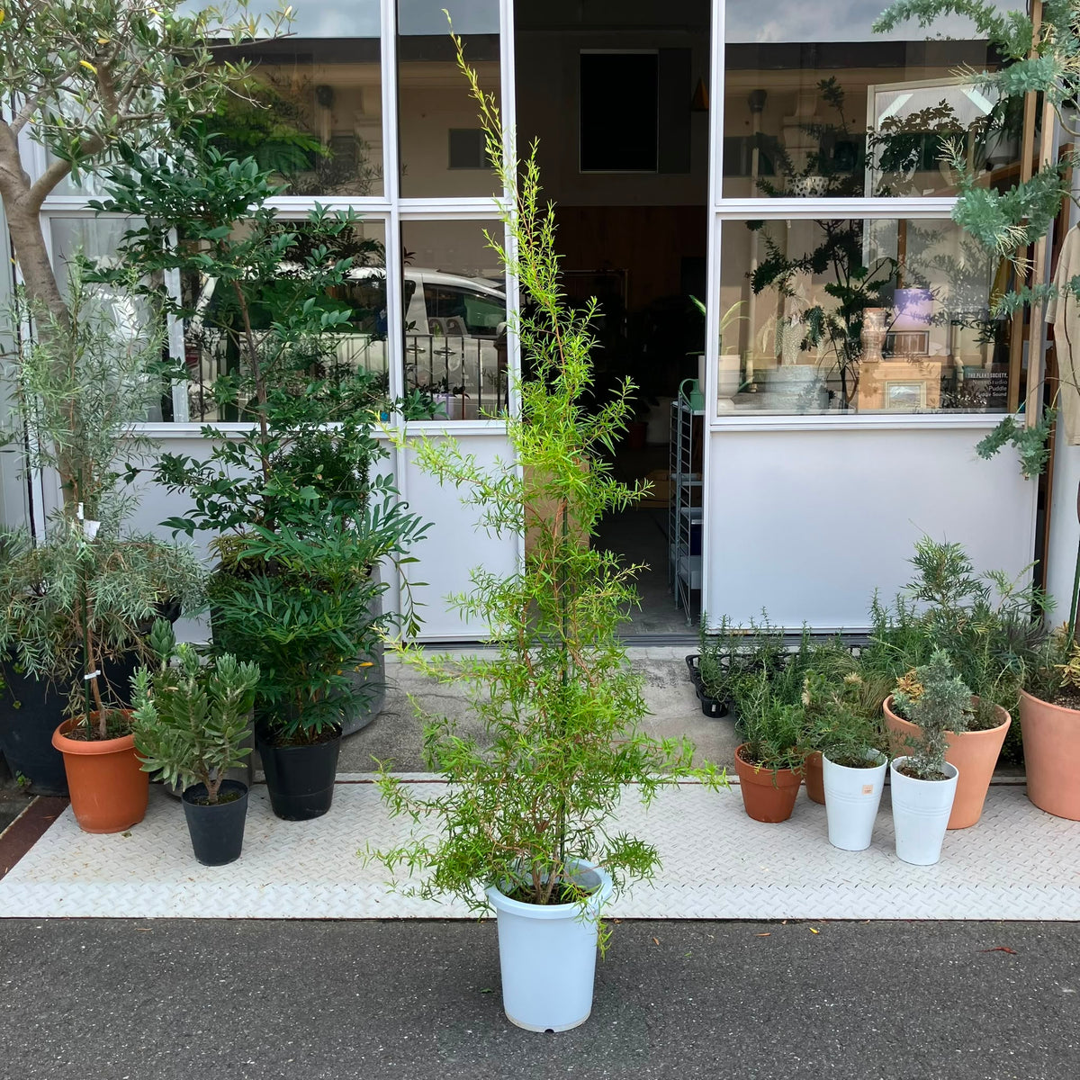 Lemon Tea Tree レモン ティーツリー