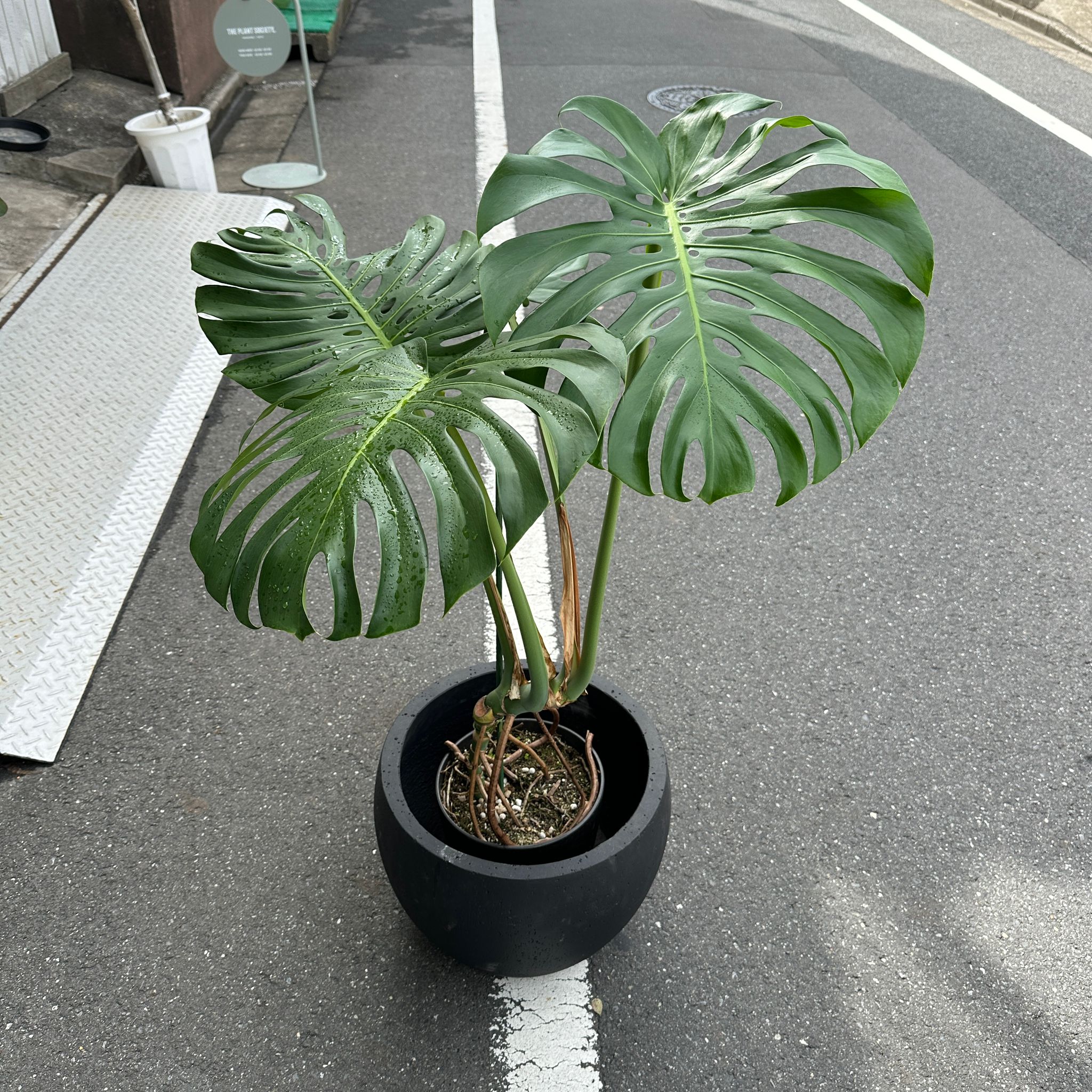 フルーツサラダプラント［モンステラ］ I インドアプランツ I プラント