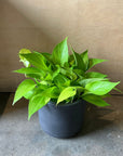 Neon Pothos ネオン・ポトス