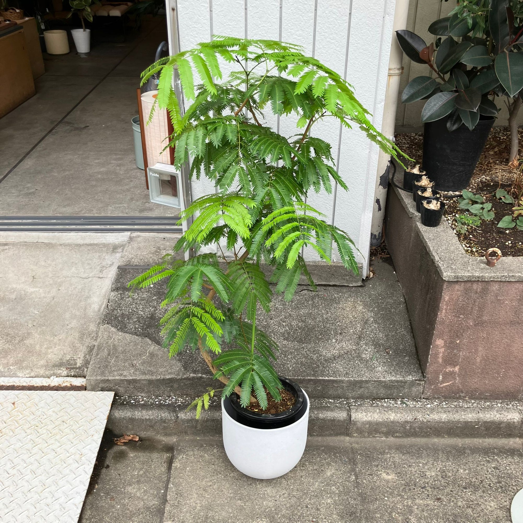 Ever Fresh Tree エバーフレッシュ