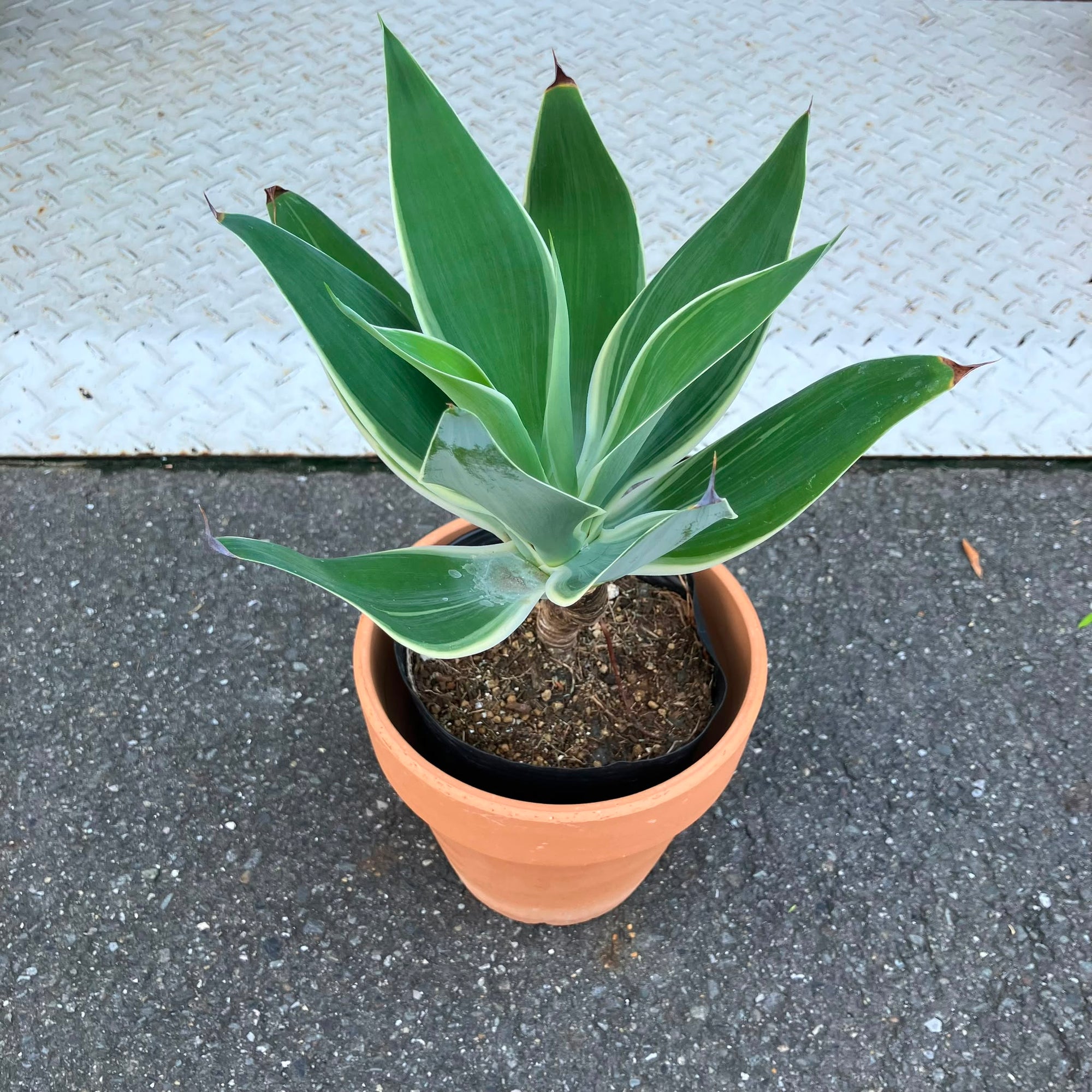 Agave attenuata アガベ アテナータ レイオブライト 斑入り Size 5