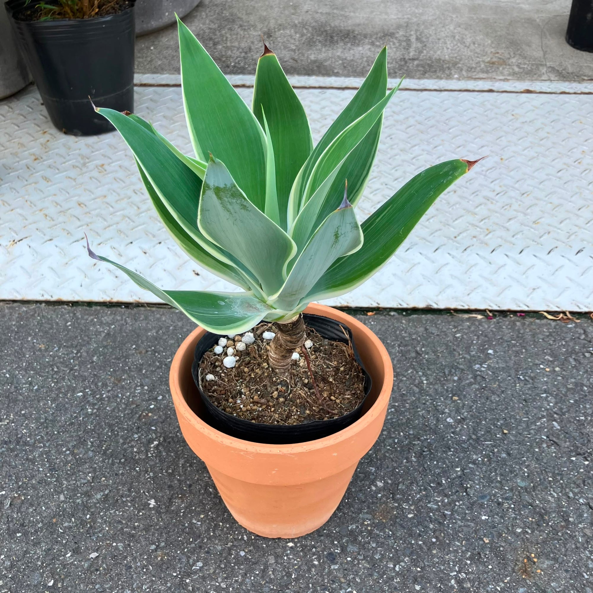 Agave attenuata アガベ アテナータ レイオブライト 斑入り Size 5