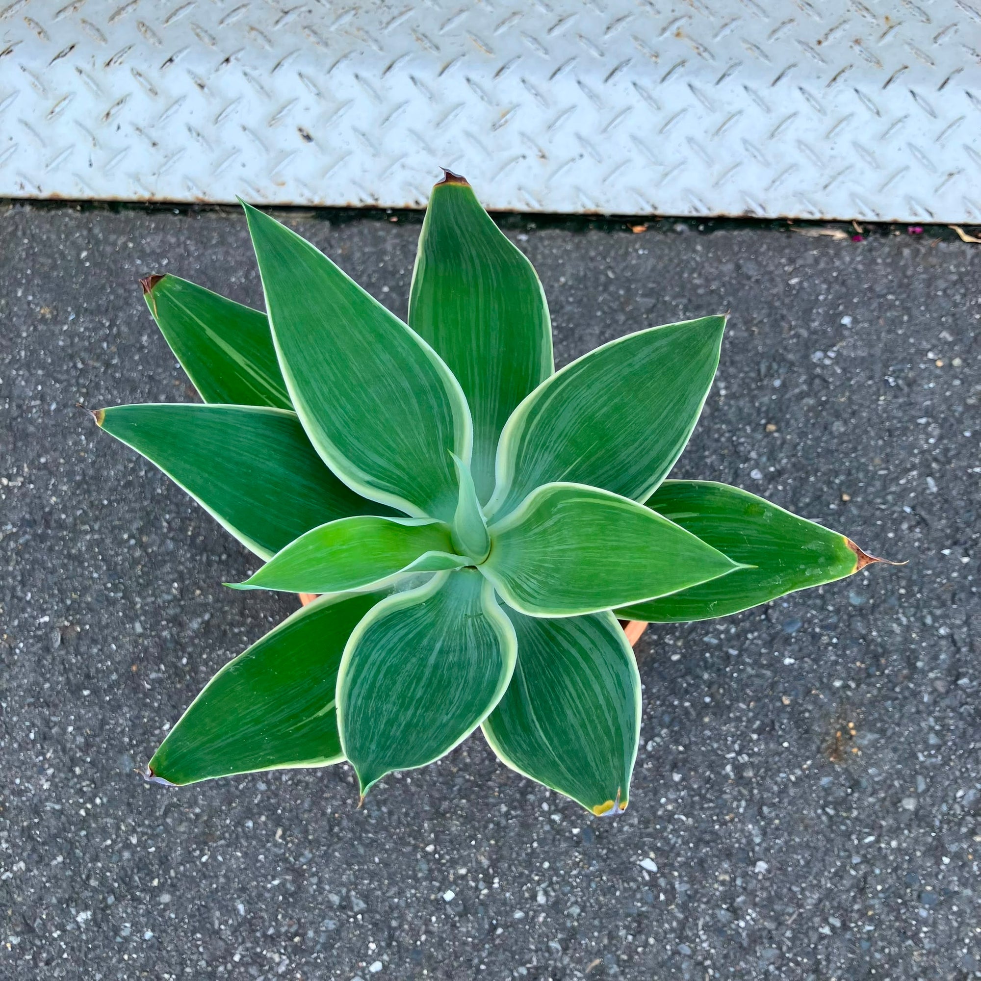Agave attenuata アガベ アテナータ レイオブライト 斑入り Size 5