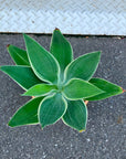 Agave attenuata アガベ アテナータ レイオブライト 斑入り Size 5