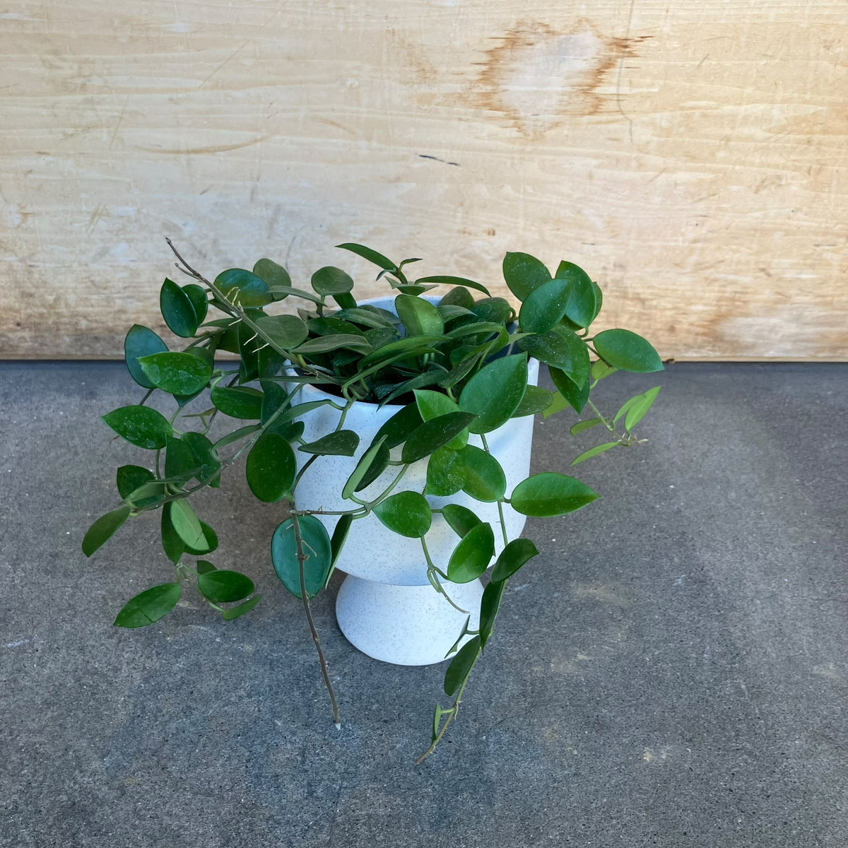 Hoya ホヤ チョーク Size 3