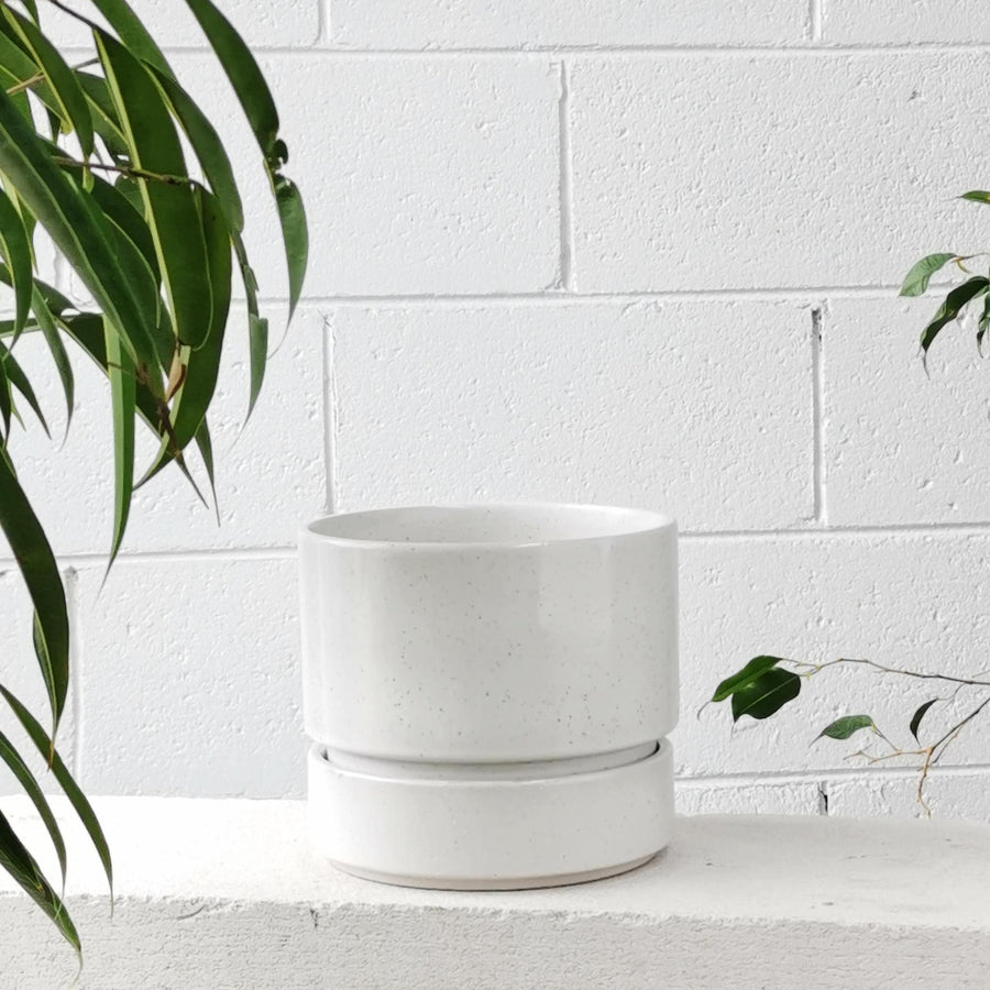 コラプランター by The Plant Society
