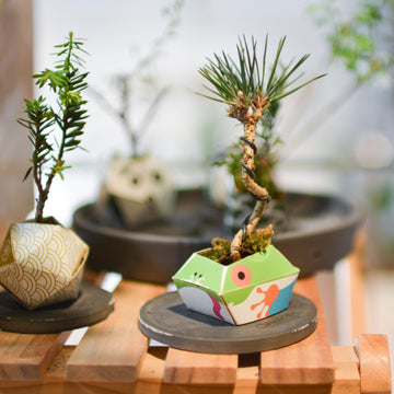 Mini BONSAI セットby Oribon