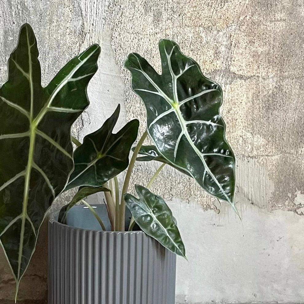 アロカシアアマゾニカ image_aa50b454-d887-41da-894e-