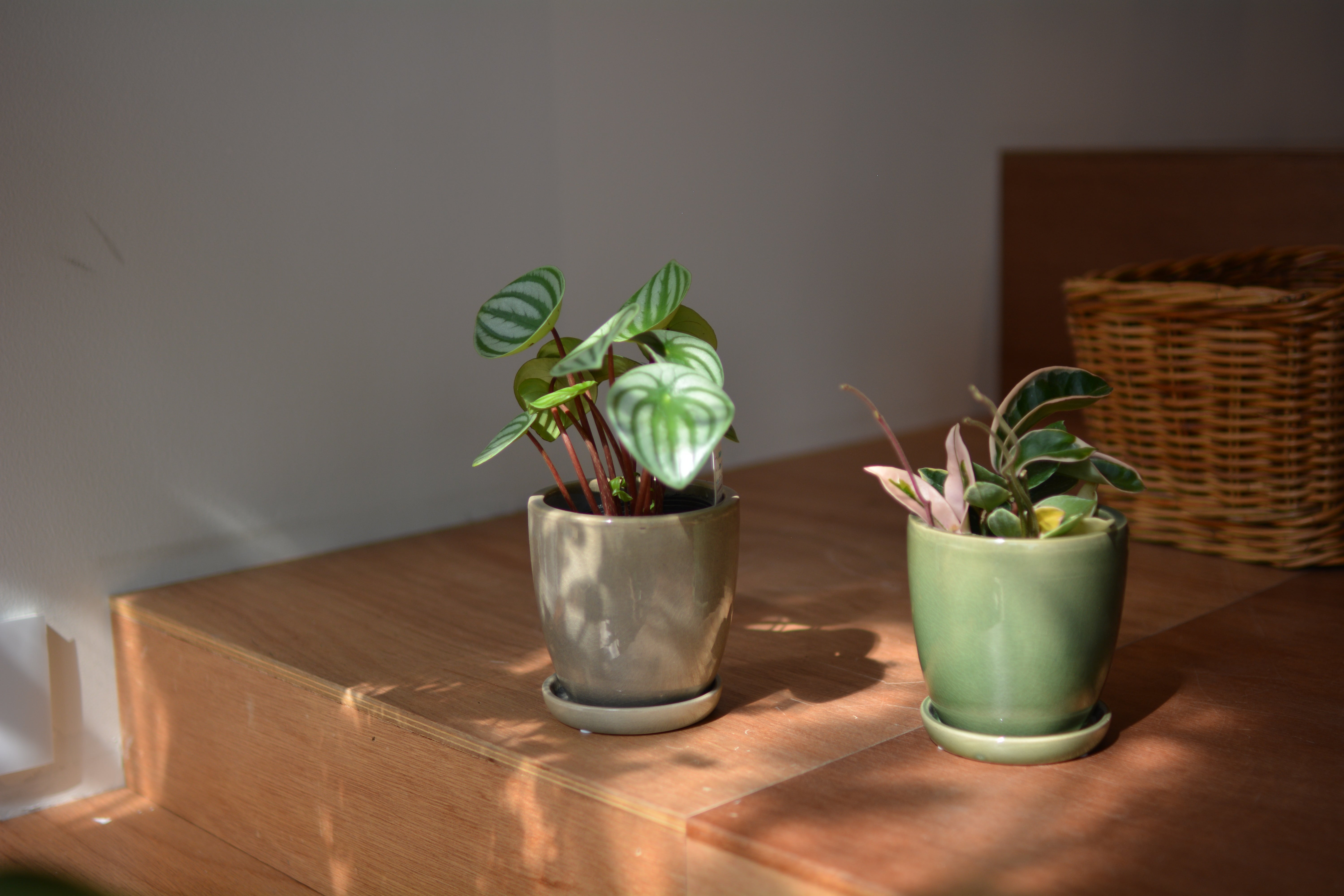 ミオプランター I 植木鉢 I プラントソサエティトーキョー – THE PLANT