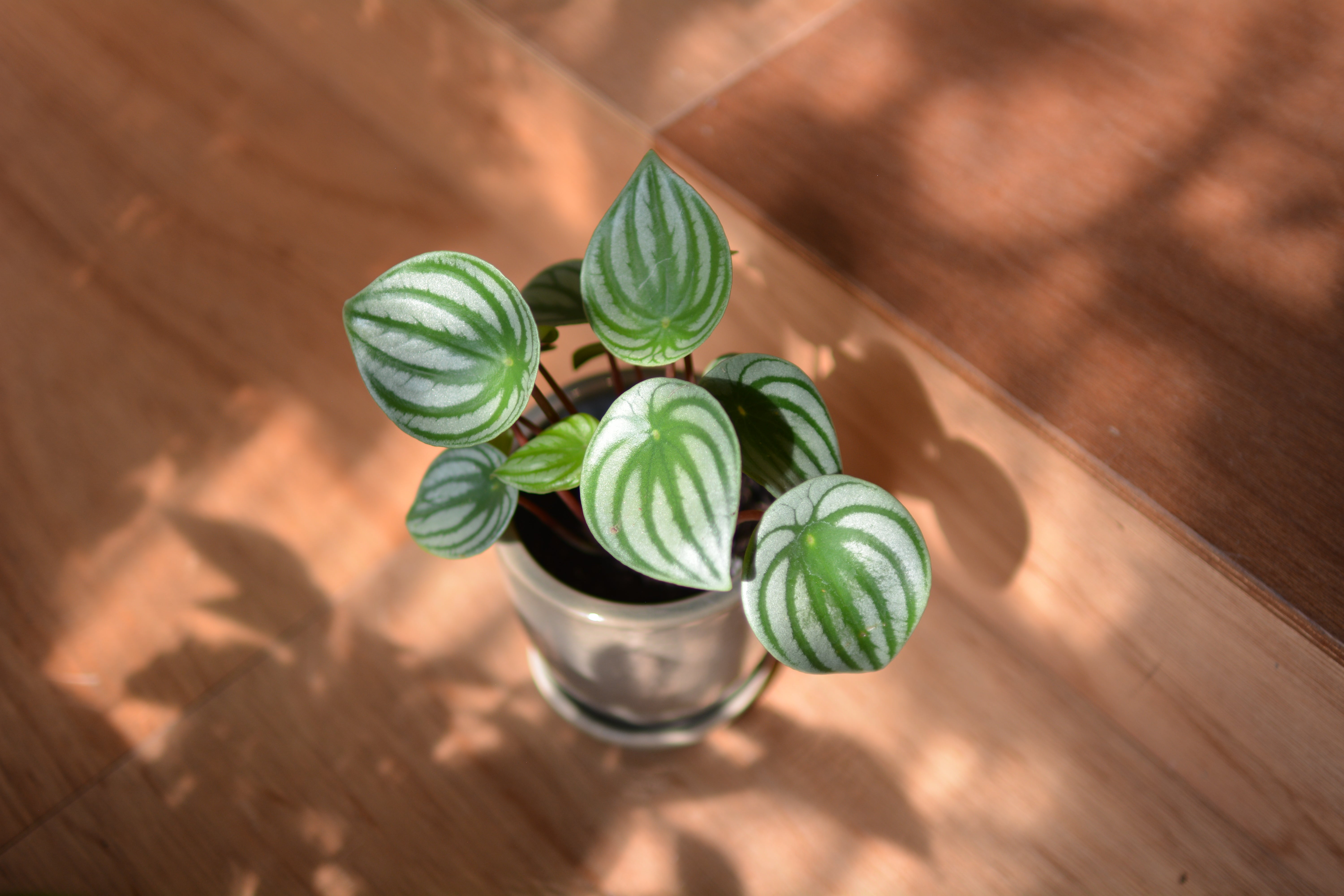 ミオプランター I 植木鉢 I プラントソサエティトーキョー – THE PLANT