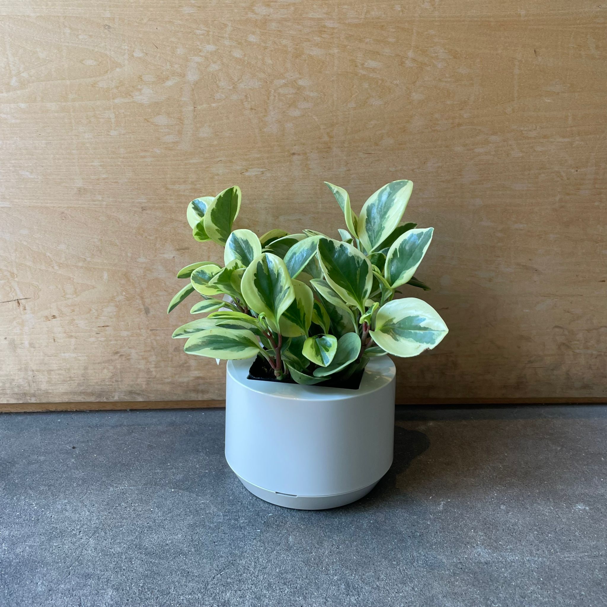 丸富漆器×梅田 正徳　プラントポット3個セットMarutomi鯖江 丸富漆器×梅田 正徳 プラントポット3個セットMarutomi鯖江