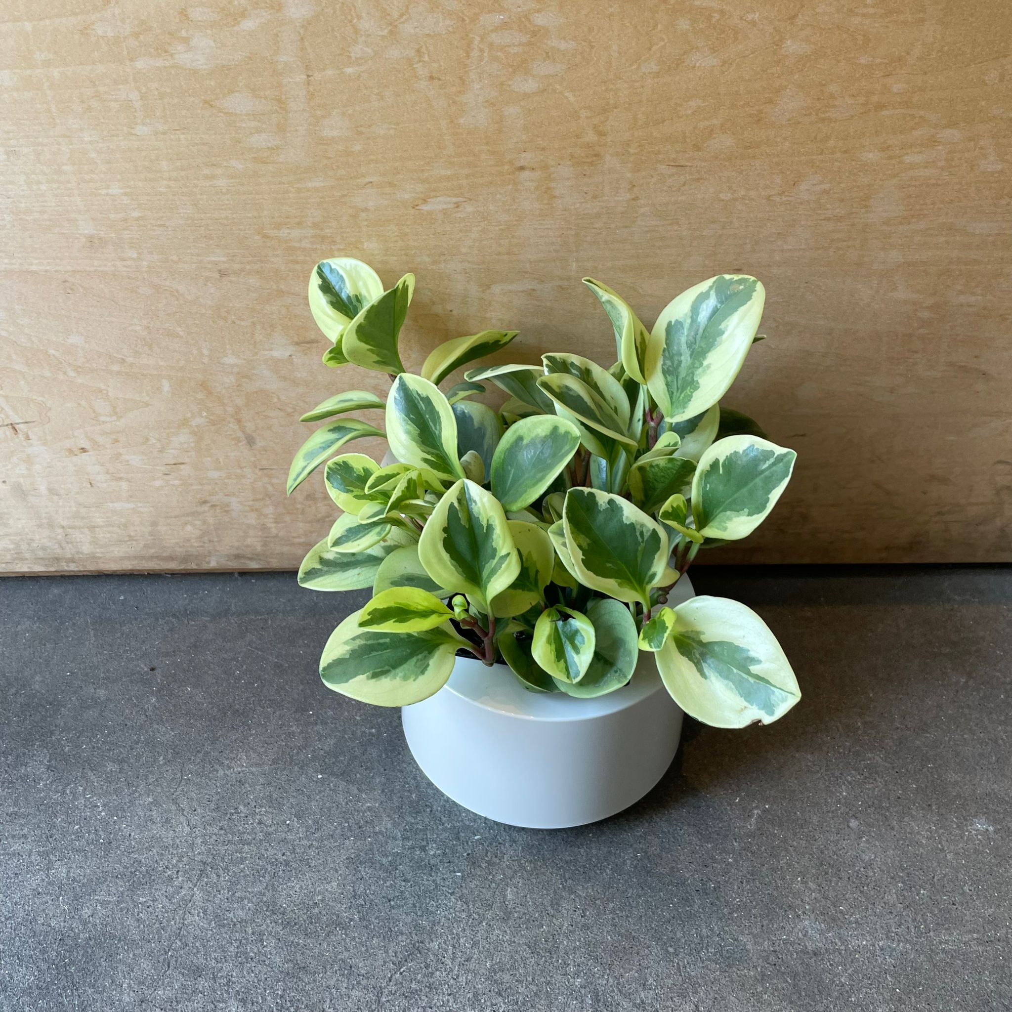 Round by Masanori Umeda／Marutomi ラウンド プランター – THE PLANT