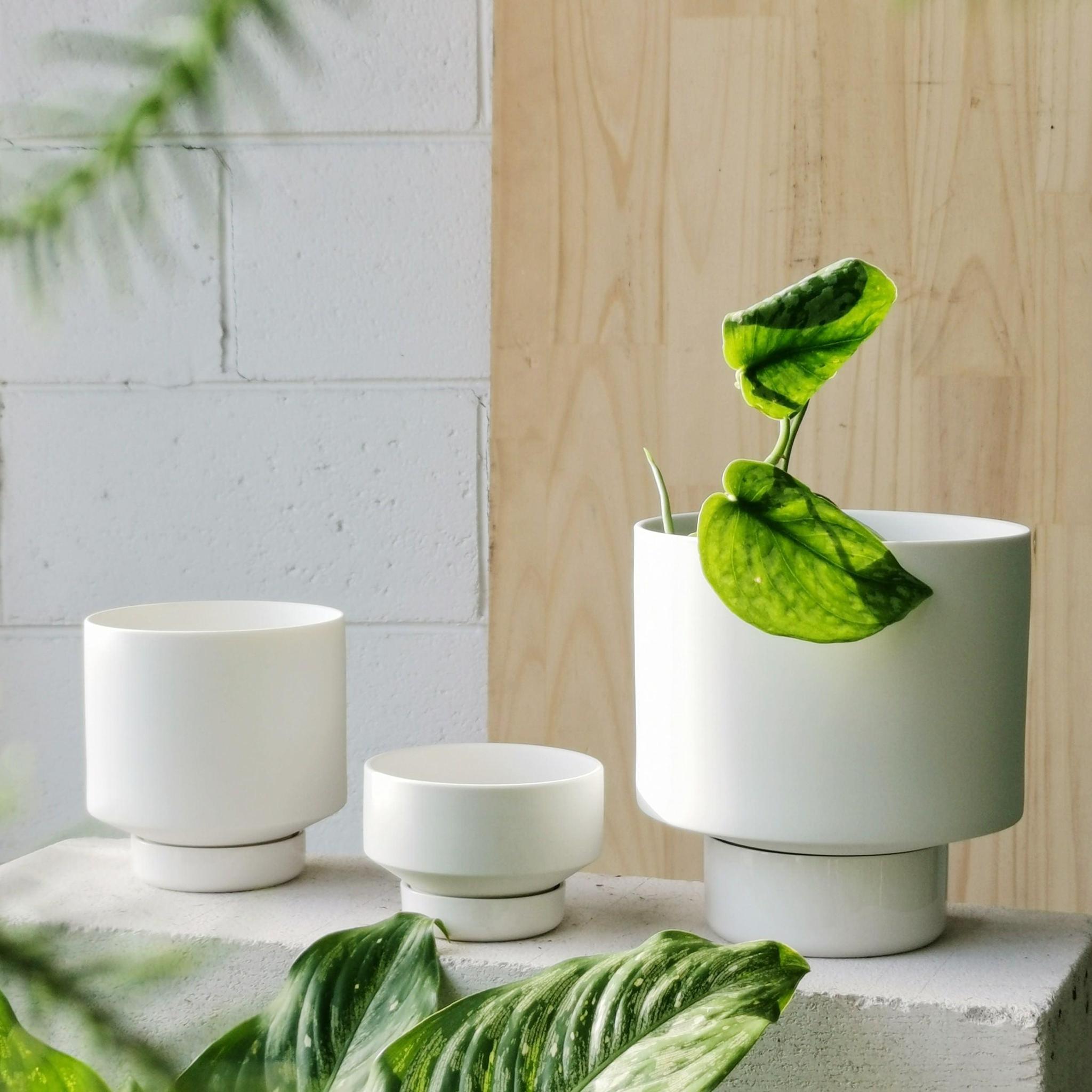 PLANTERS 植木鉢 I 植物 植木鉢 園芸用品 I プラントソサエティ