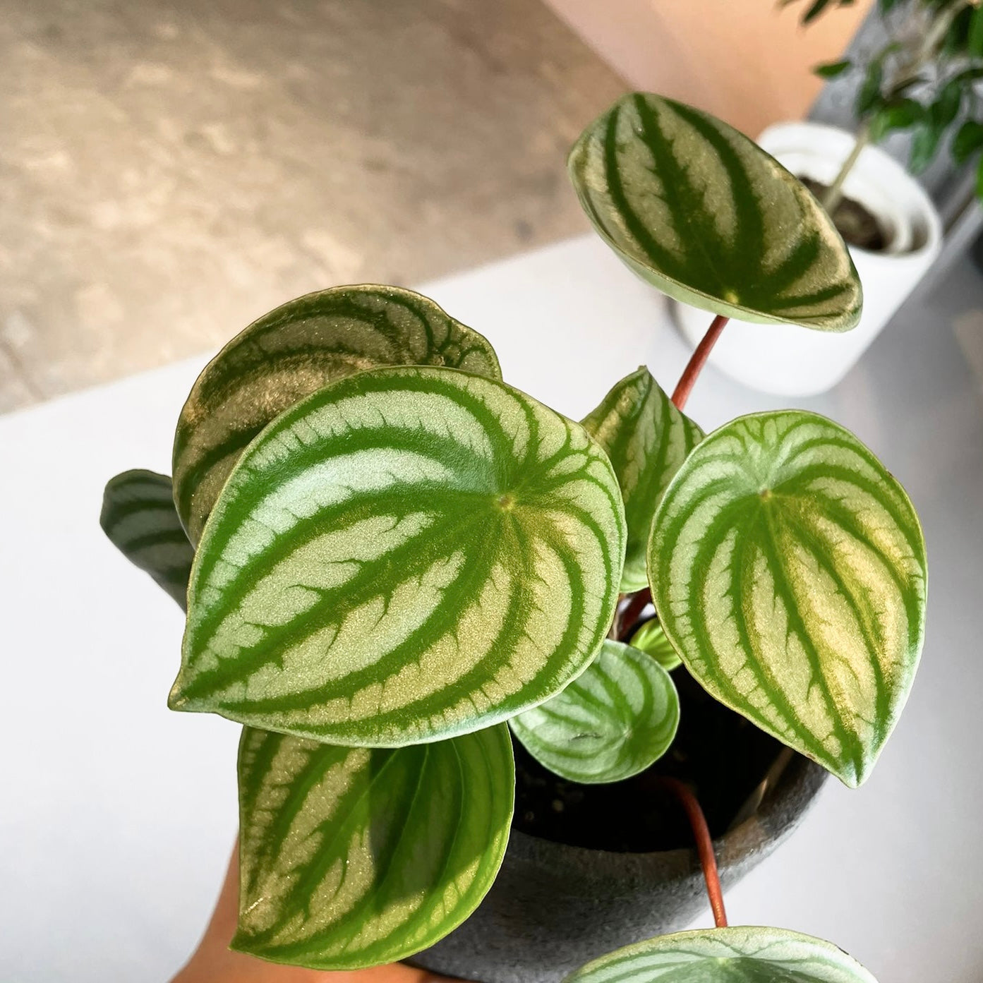 Watermelon Peperomia ウォーターメロンペペロミア（スイカ ペペ）