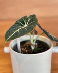 Alocasia 'Black Velvet'  アロカシア ブラックベルベット Size 3