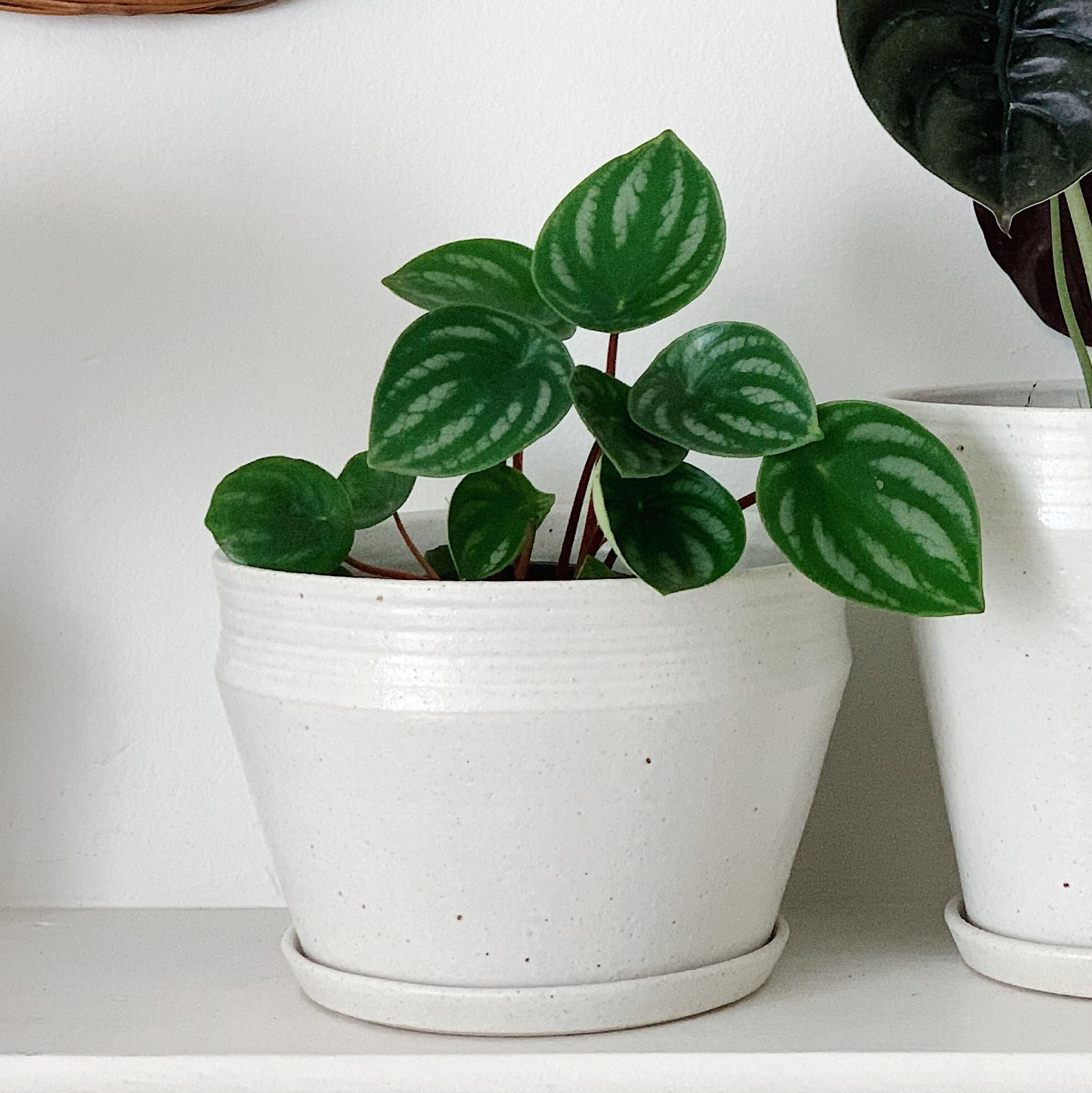 Watermelon Peperomia ウォーターメロンペペロミア（スイカ ペペ）