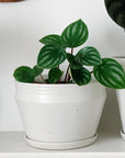 Watermelon Peperomia ウォーターメロンペペロミア（スイカ ペペ）