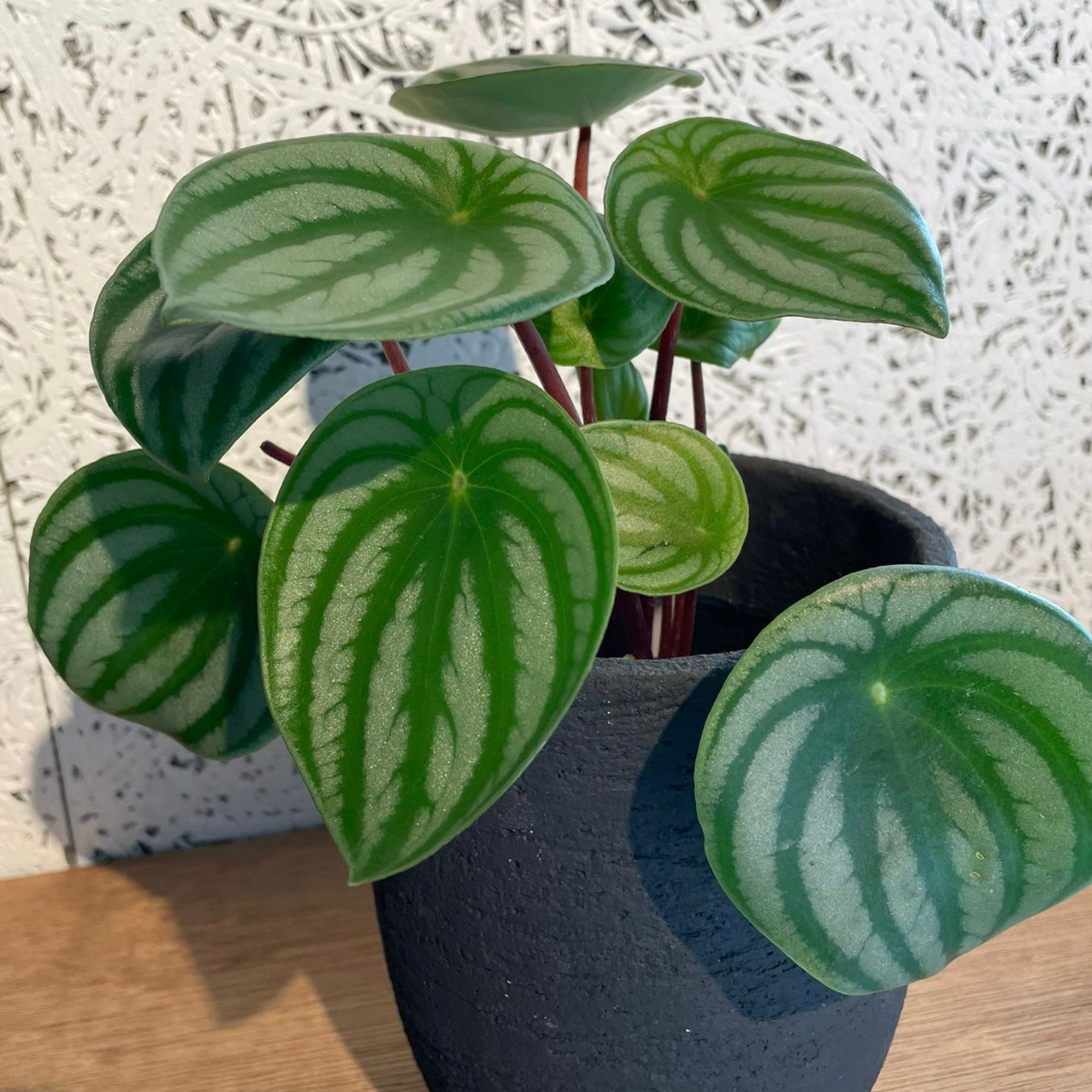 Watermelon Peperomia ウォーターメロンペペロミア（スイカ ペペ）
