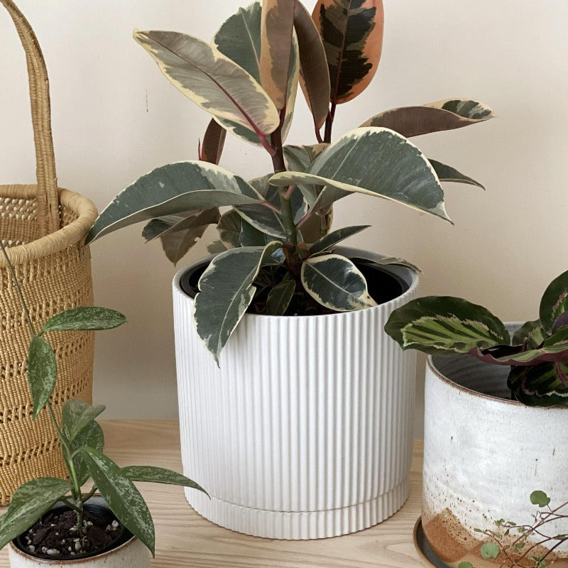 エアープランター by The Plant Society I 植木鉢 I プラント