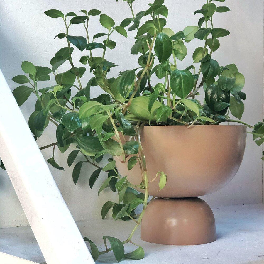 Lightly large goblet with Peperomia