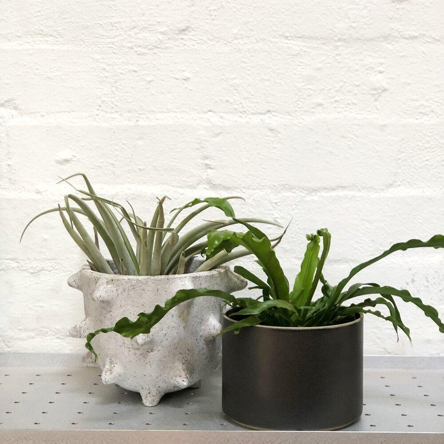 Hasami planter black and buzzby spike planter