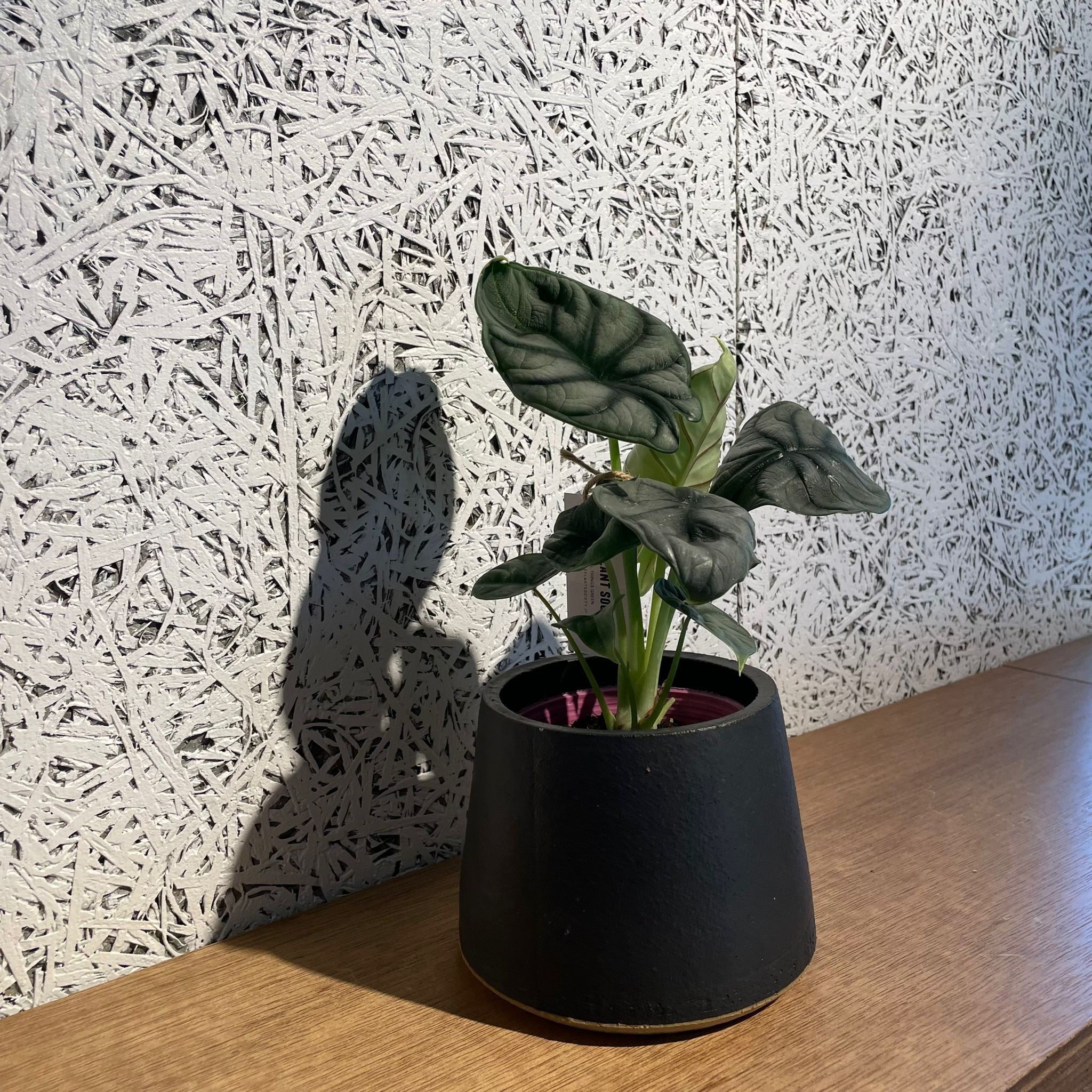 極斑 アロカシア シルバードラゴン アルボ アロカシア シルバー ドラゴン var : r/RareHouseplants